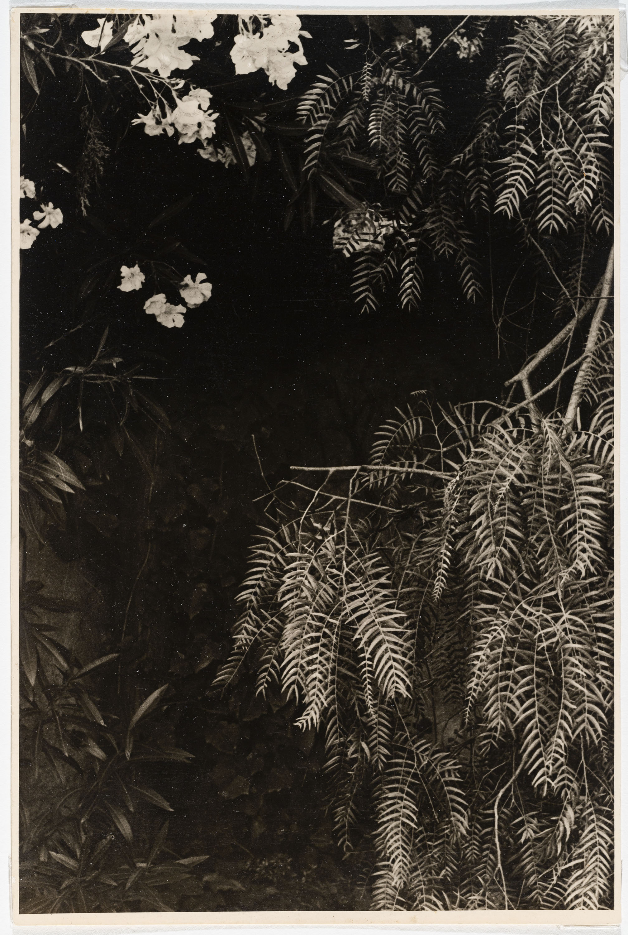 image for: Otho Lloyd - Vegetació (Jardí de la casa del Putxet, Barcelona) - Cap a 1948