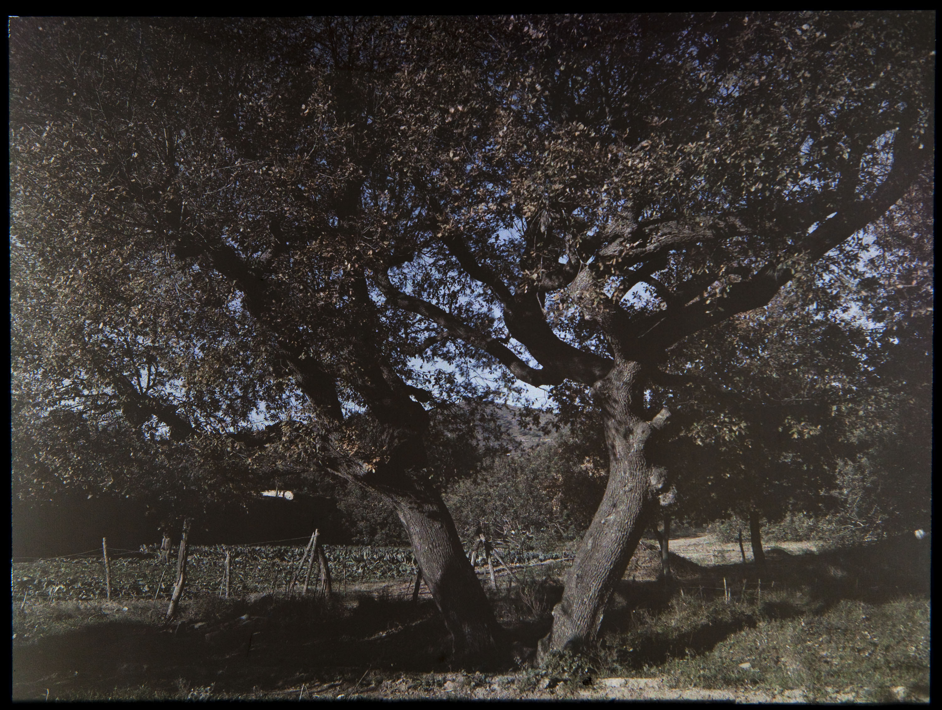 image for: Francesc Carrera Bou - Hort amb arbres - Cap a 1922-1926