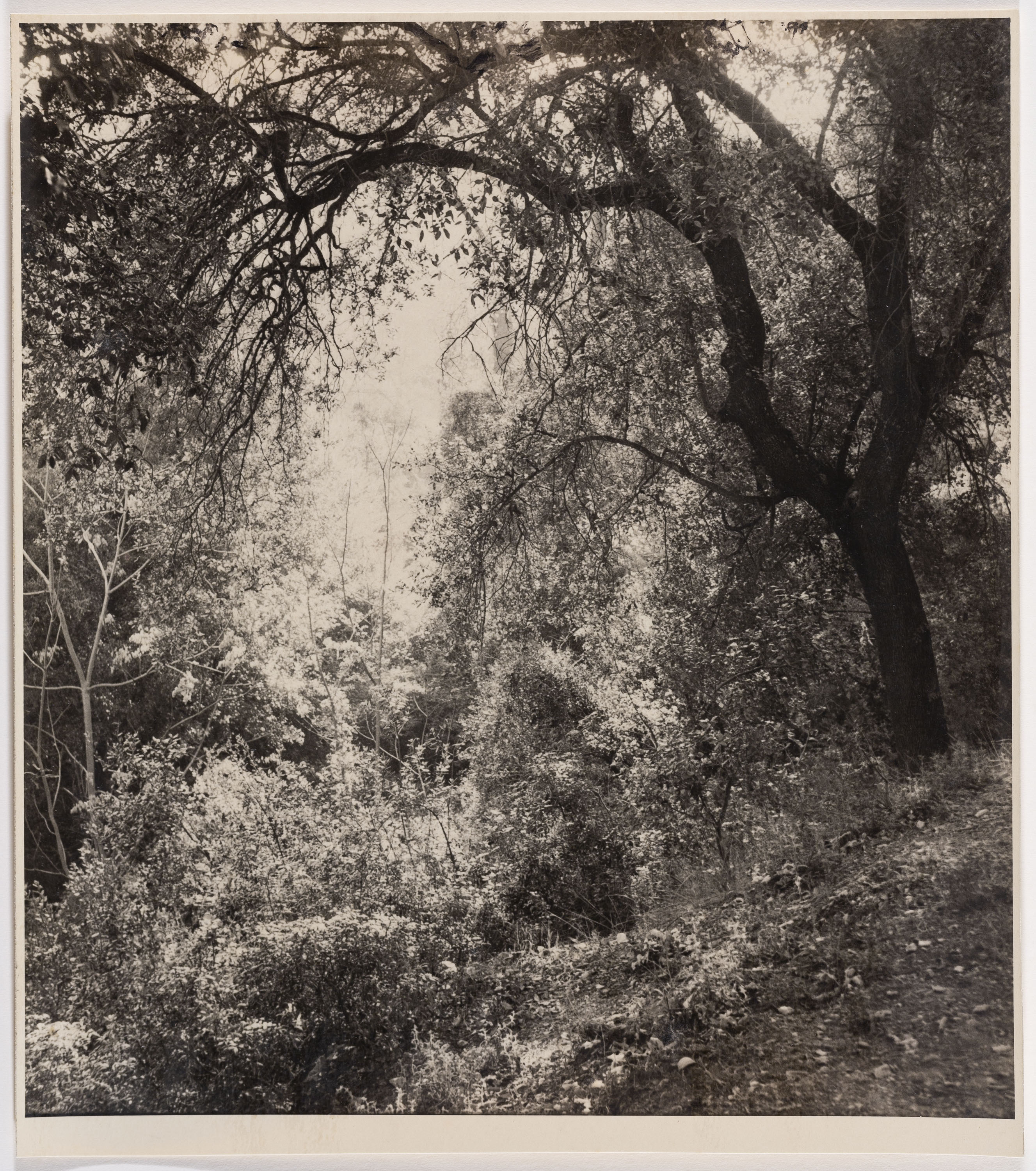 image for: Otho Lloyd - Paisatge - Cap a 1944-1950
