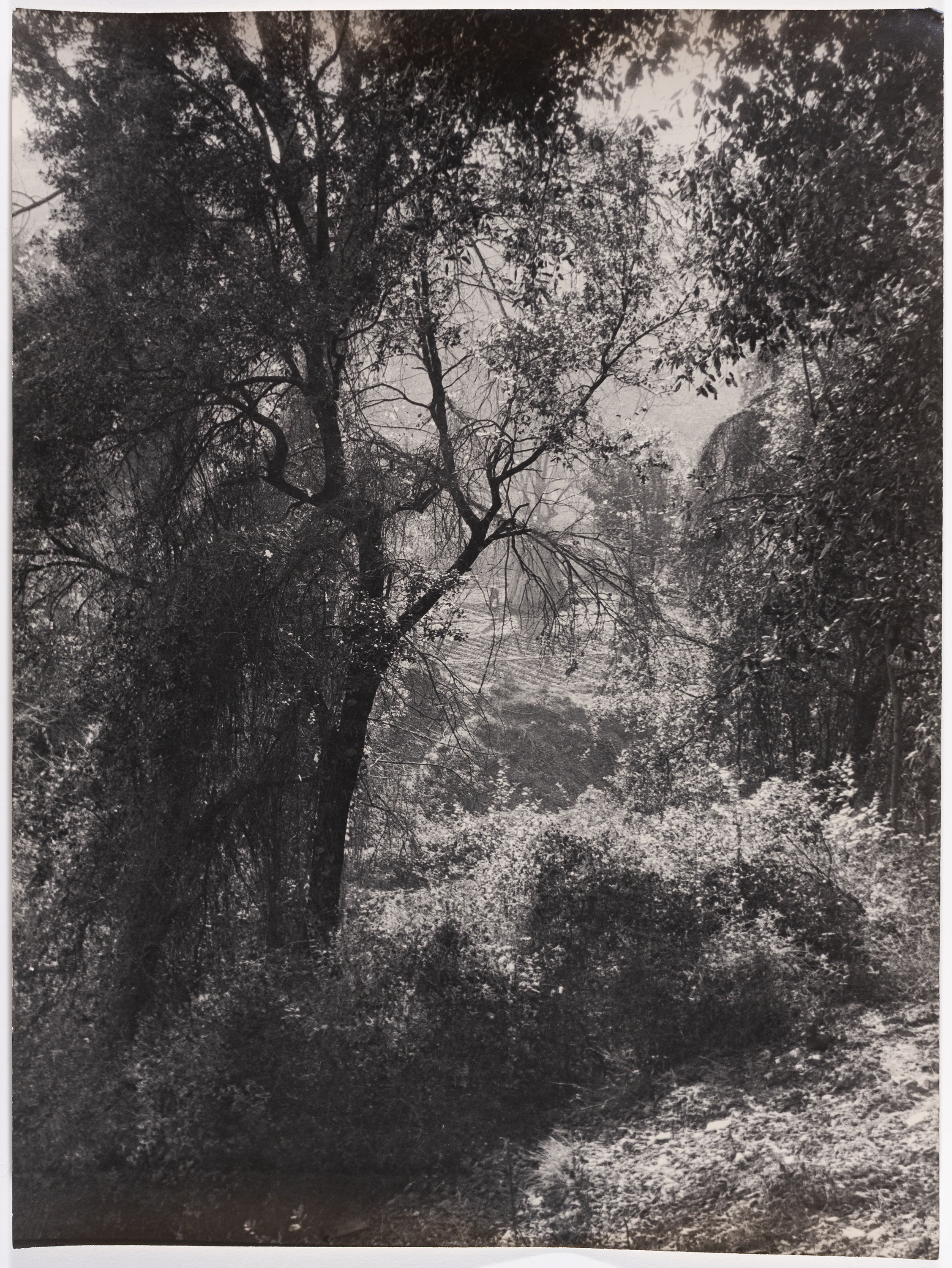 image for: Otho Lloyd - Paisatge - Cap a 1944-1950