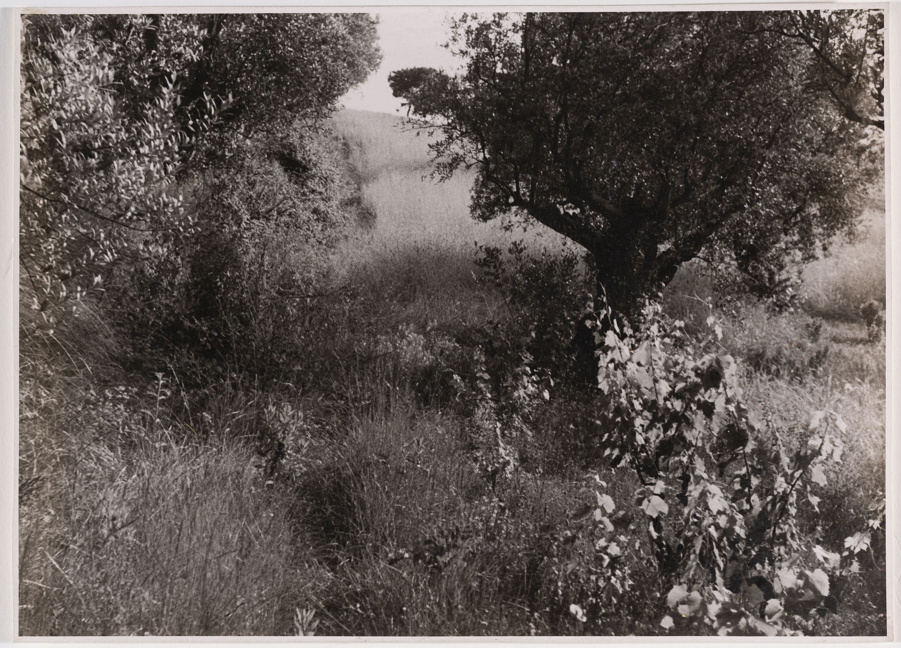 image for: Otho Lloyd - Paisatge - Cap a 1944-1950