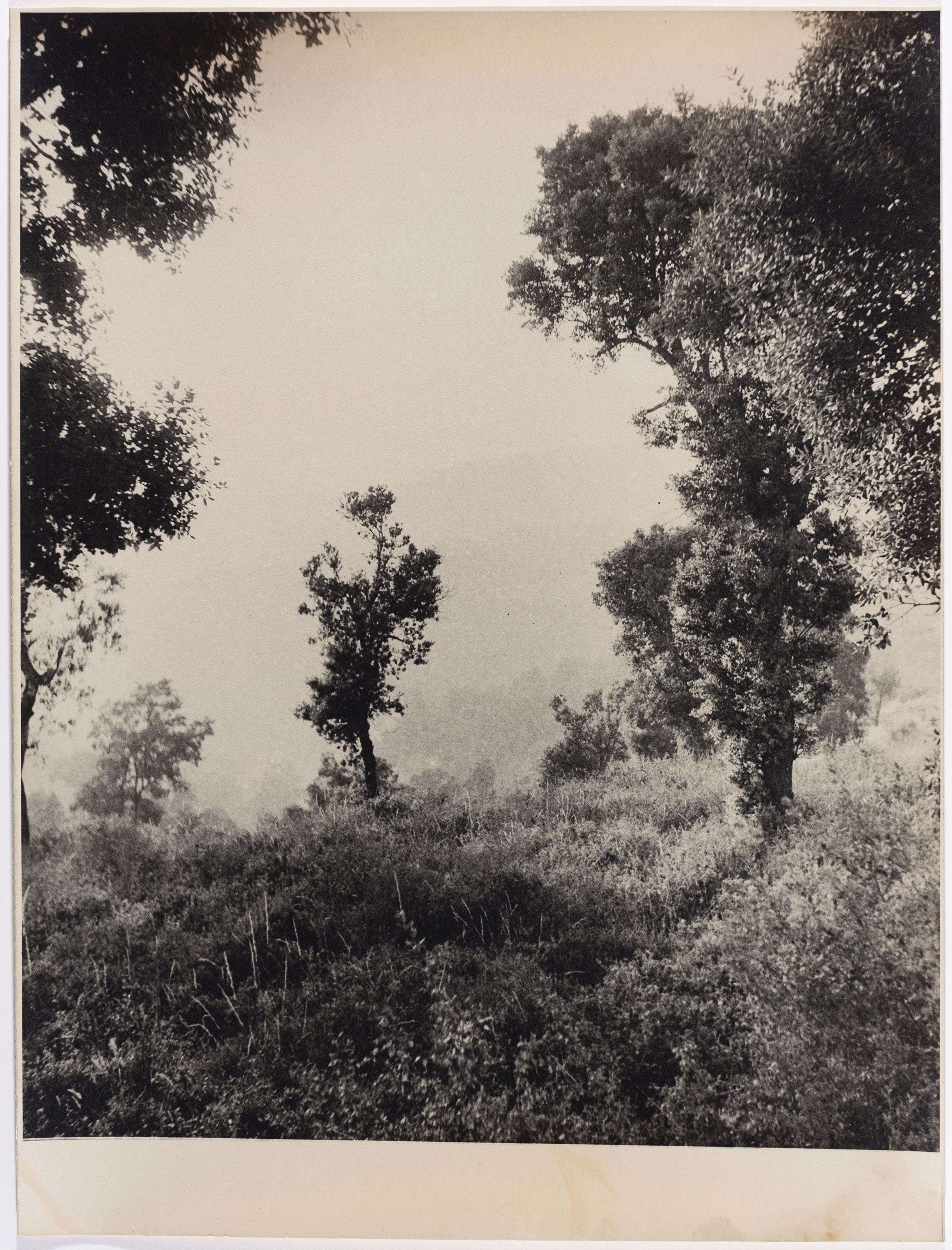 image for: Otho Lloyd - Paisatge - Cap a 1944-1950