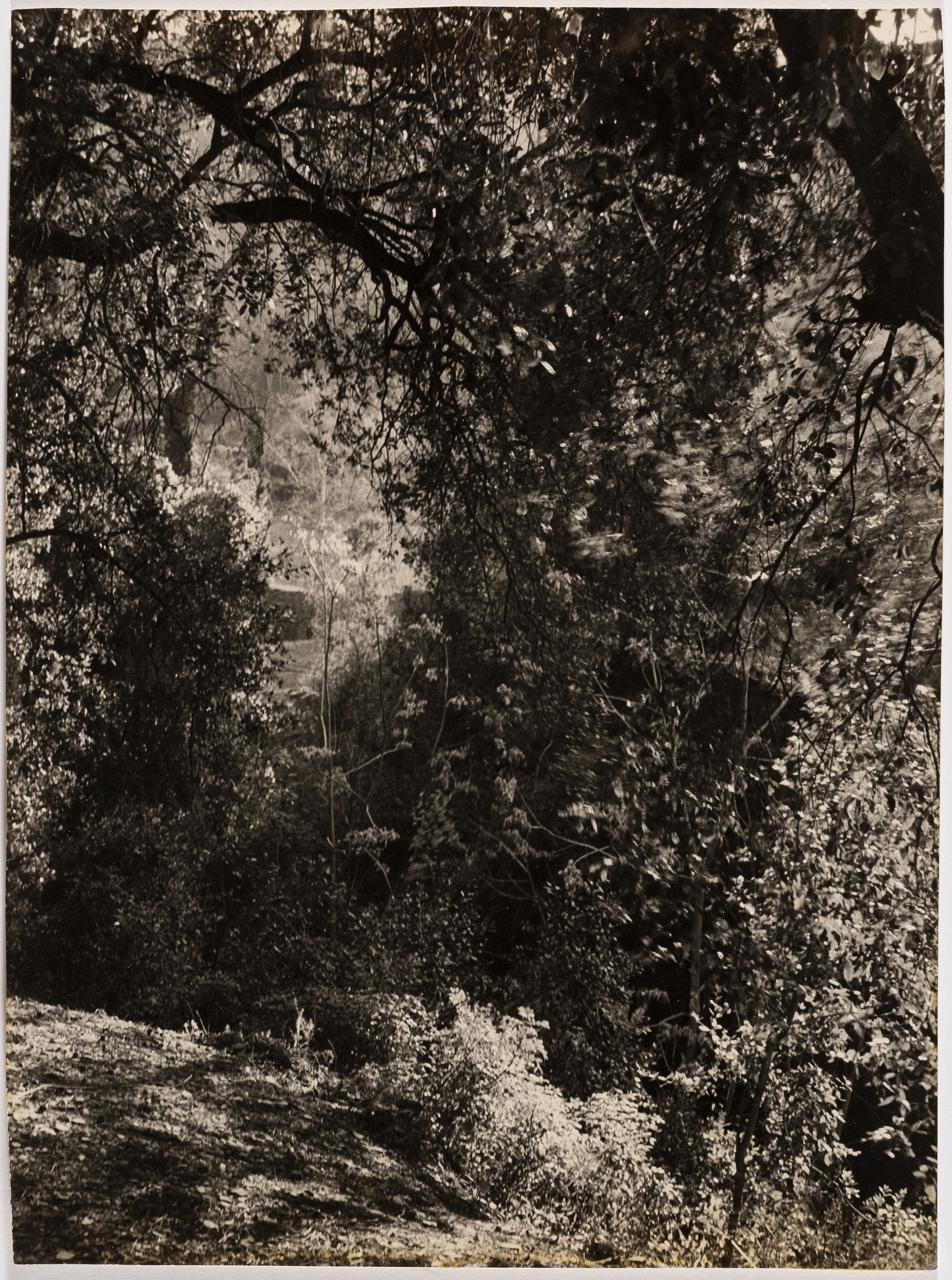 image for: Otho Lloyd - Paisatge - Cap a 1950