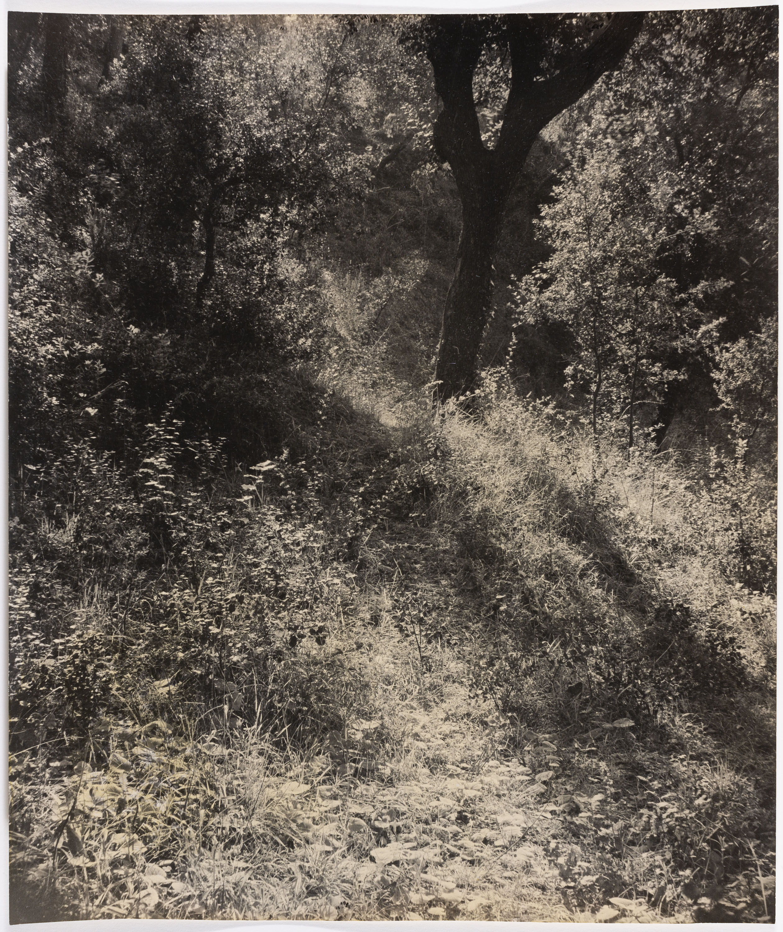 image for: Otho Lloyd - Paisatge - Cap a 1944-1950