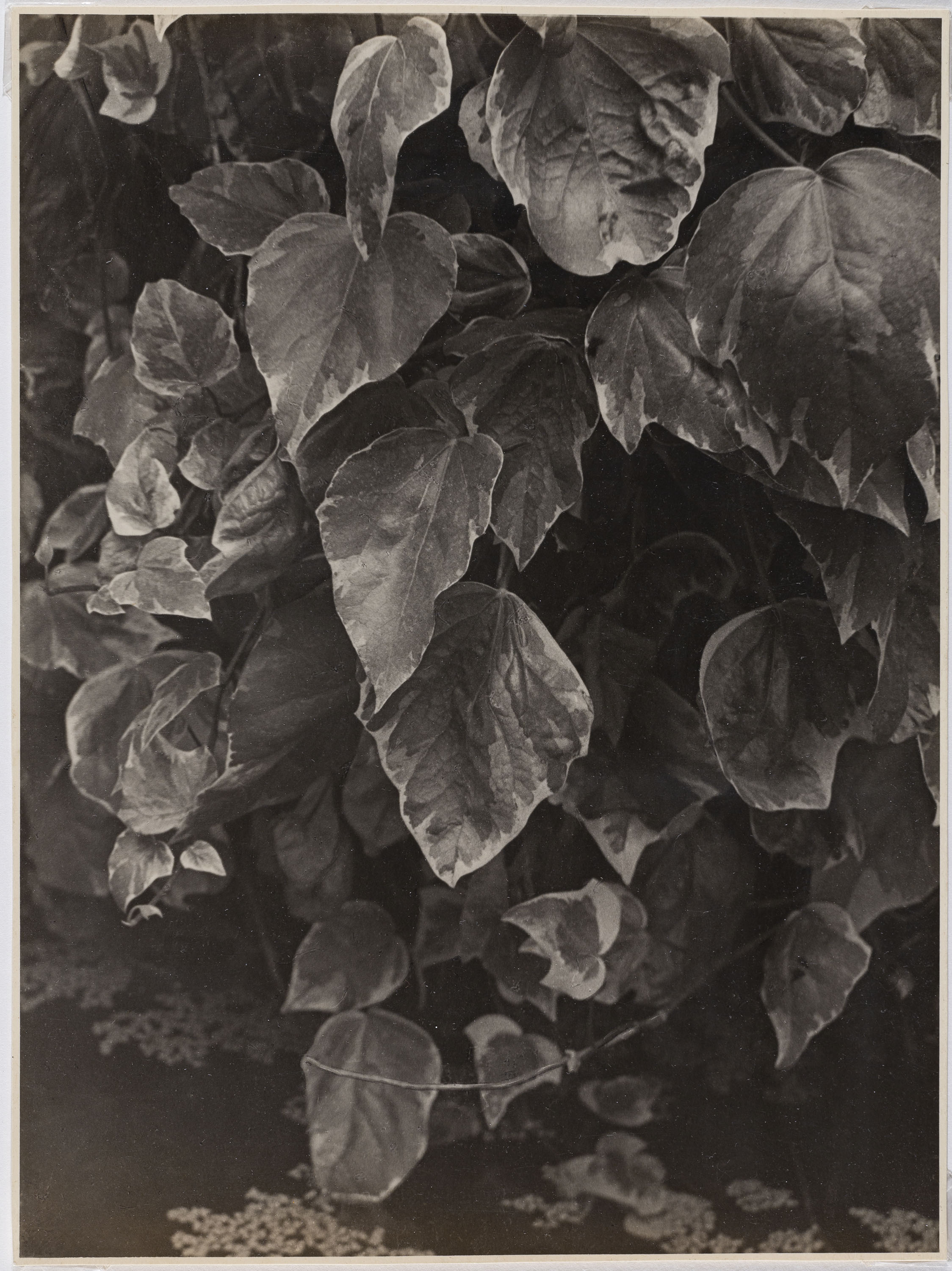 image for: Otho Lloyd - Fulles - Cap a 1948