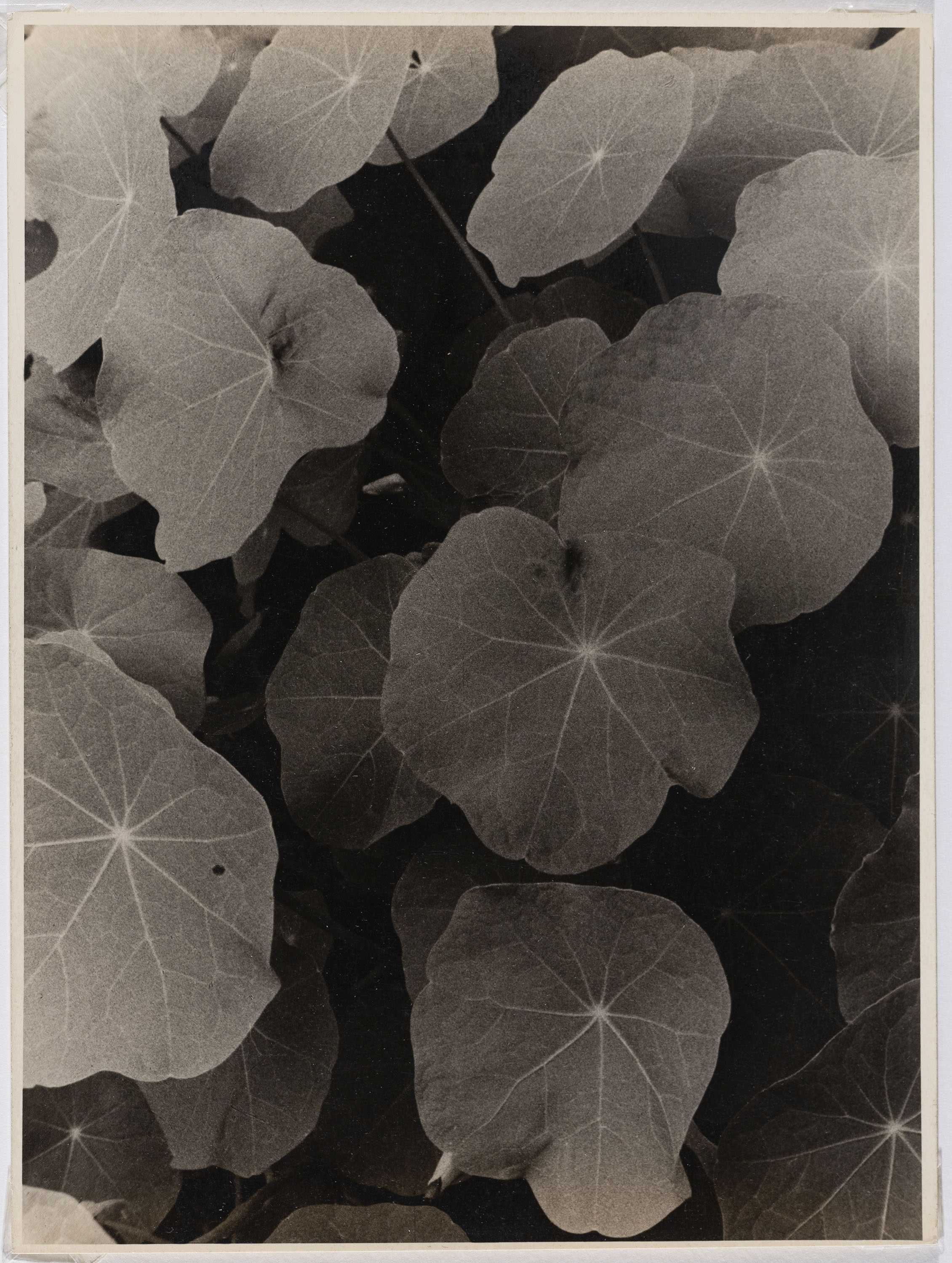 image for: Otho Lloyd - Fulles - 1948