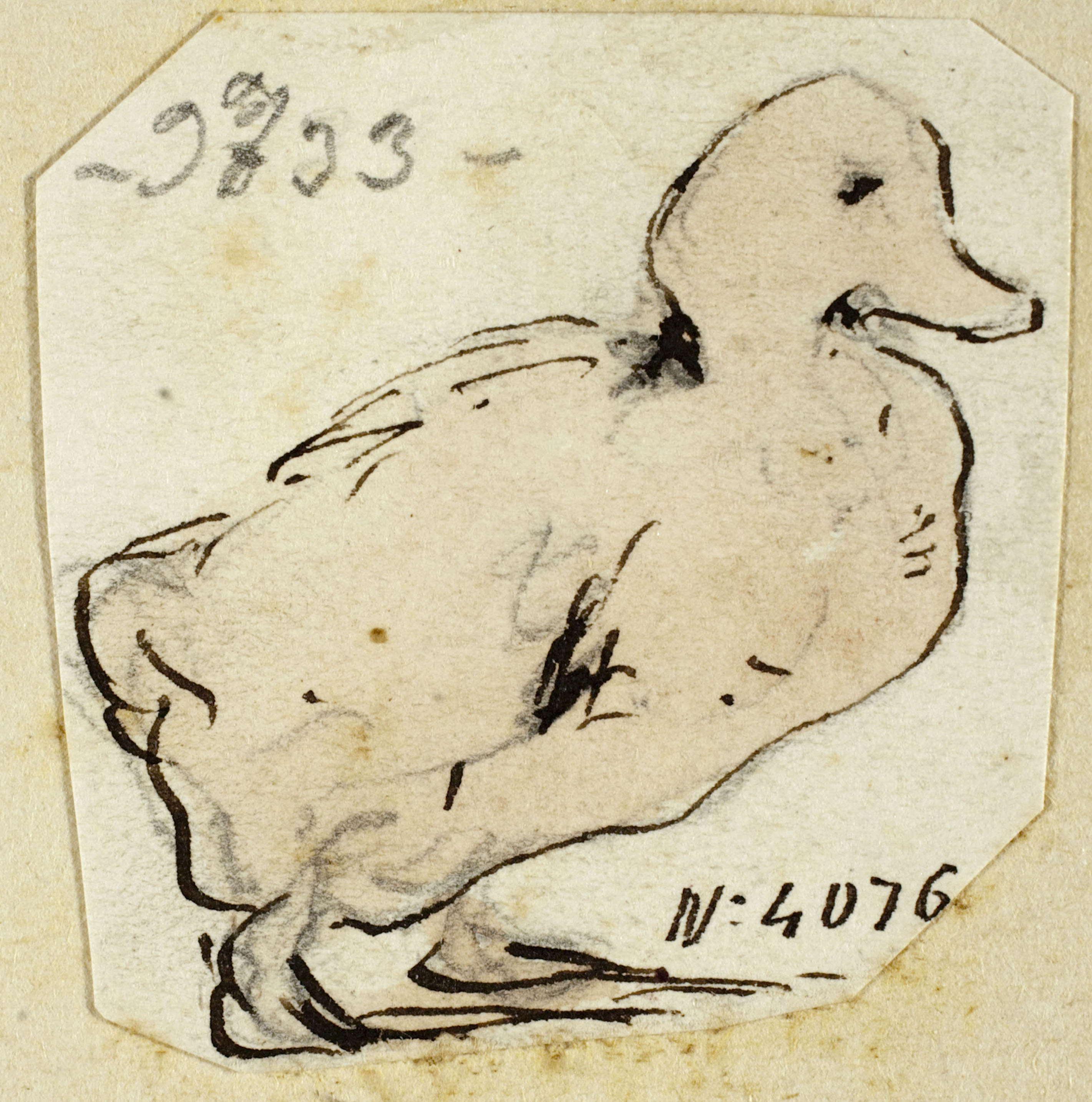 image for: Modest Urgell - Ànec - Cap a 1864