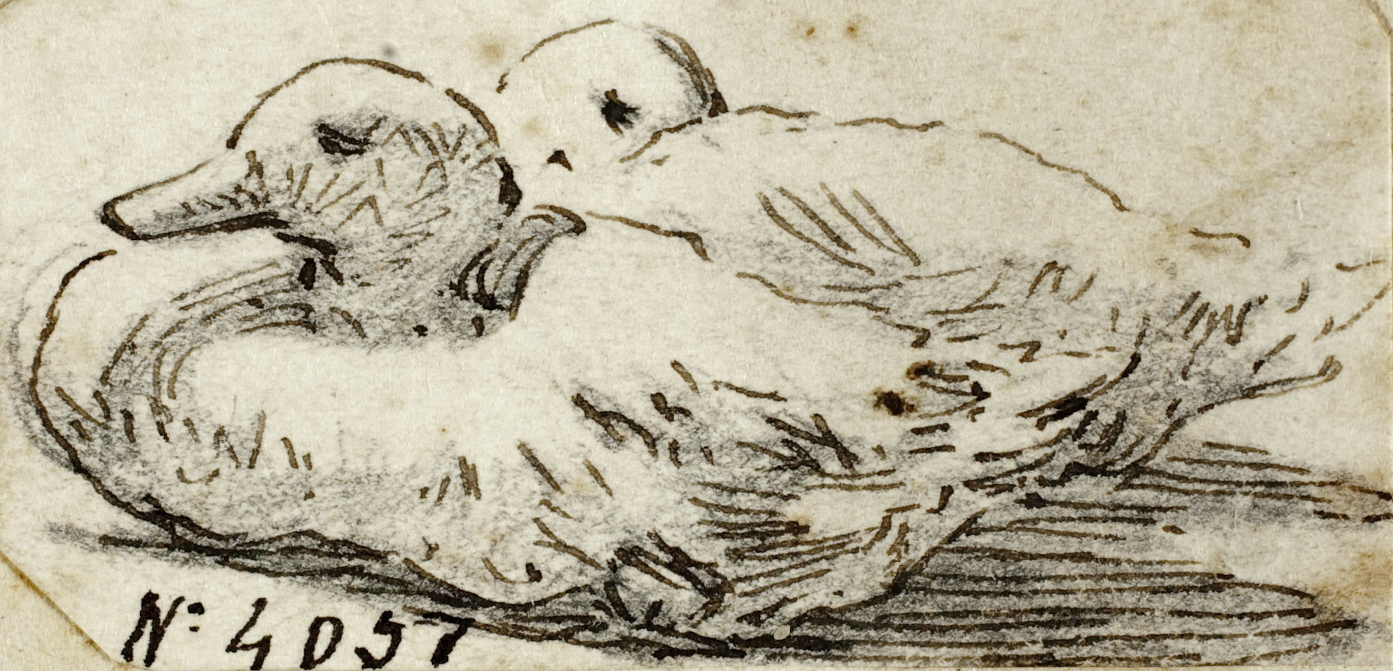 image for: Modest Urgell - Ànecs - Cap a 1864