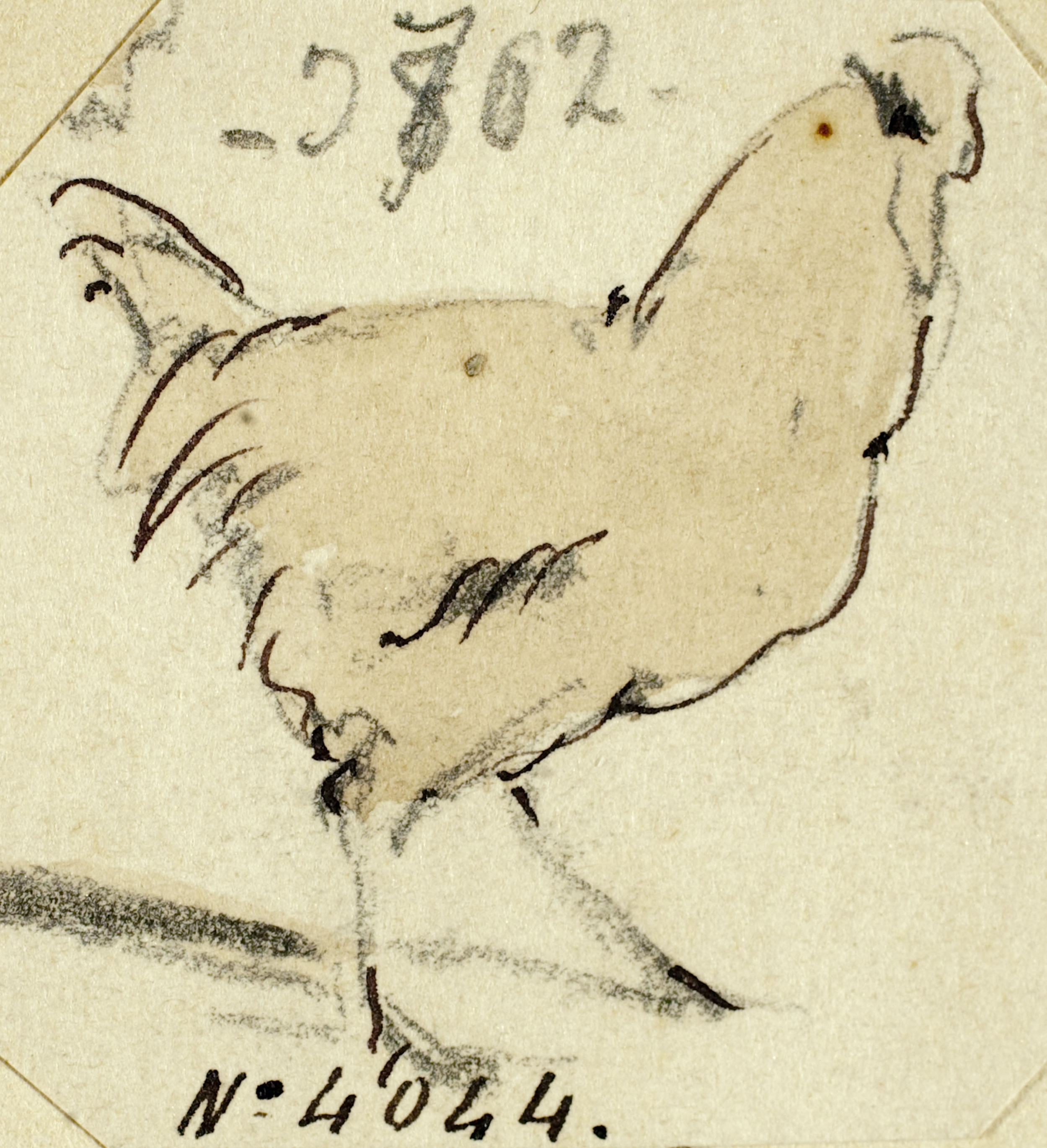 image for: Modest Urgell - Gallina - Cap a 1864