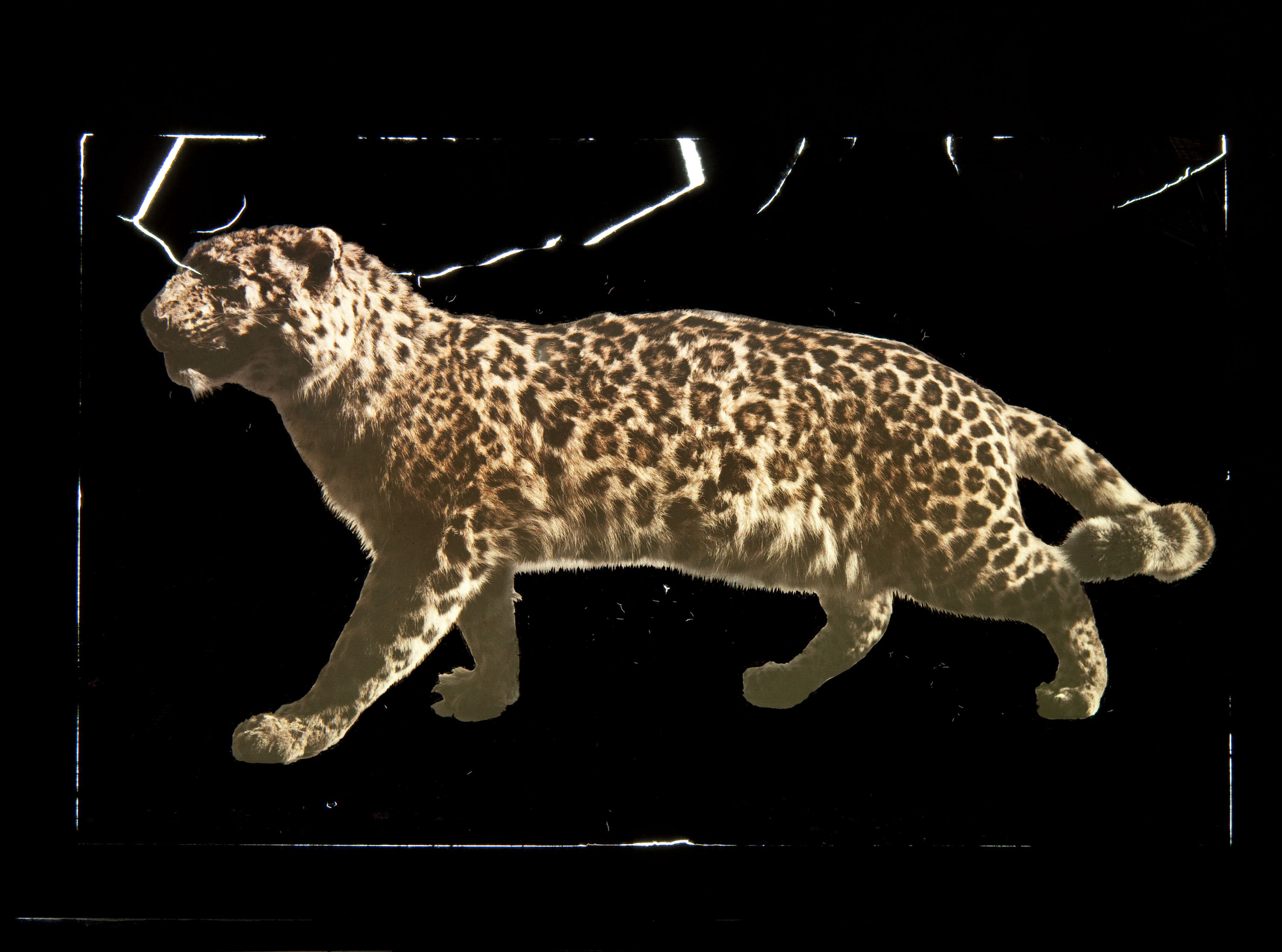 image for: Francesc Carrera Bou - Lleopard - Cap a 1922-1926