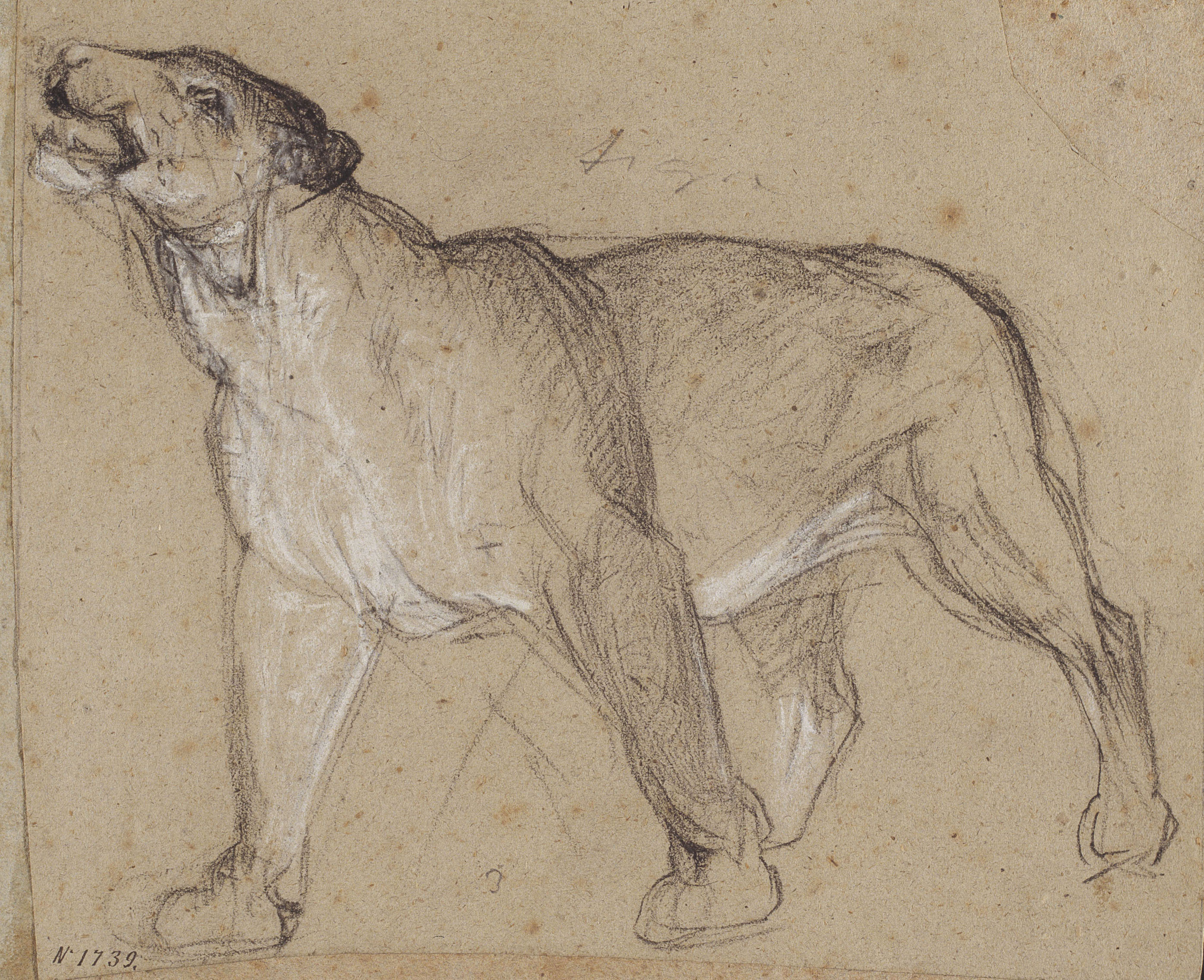 image for: Ramon Martí i Alsina - Lleona - Cap a 1870-1880