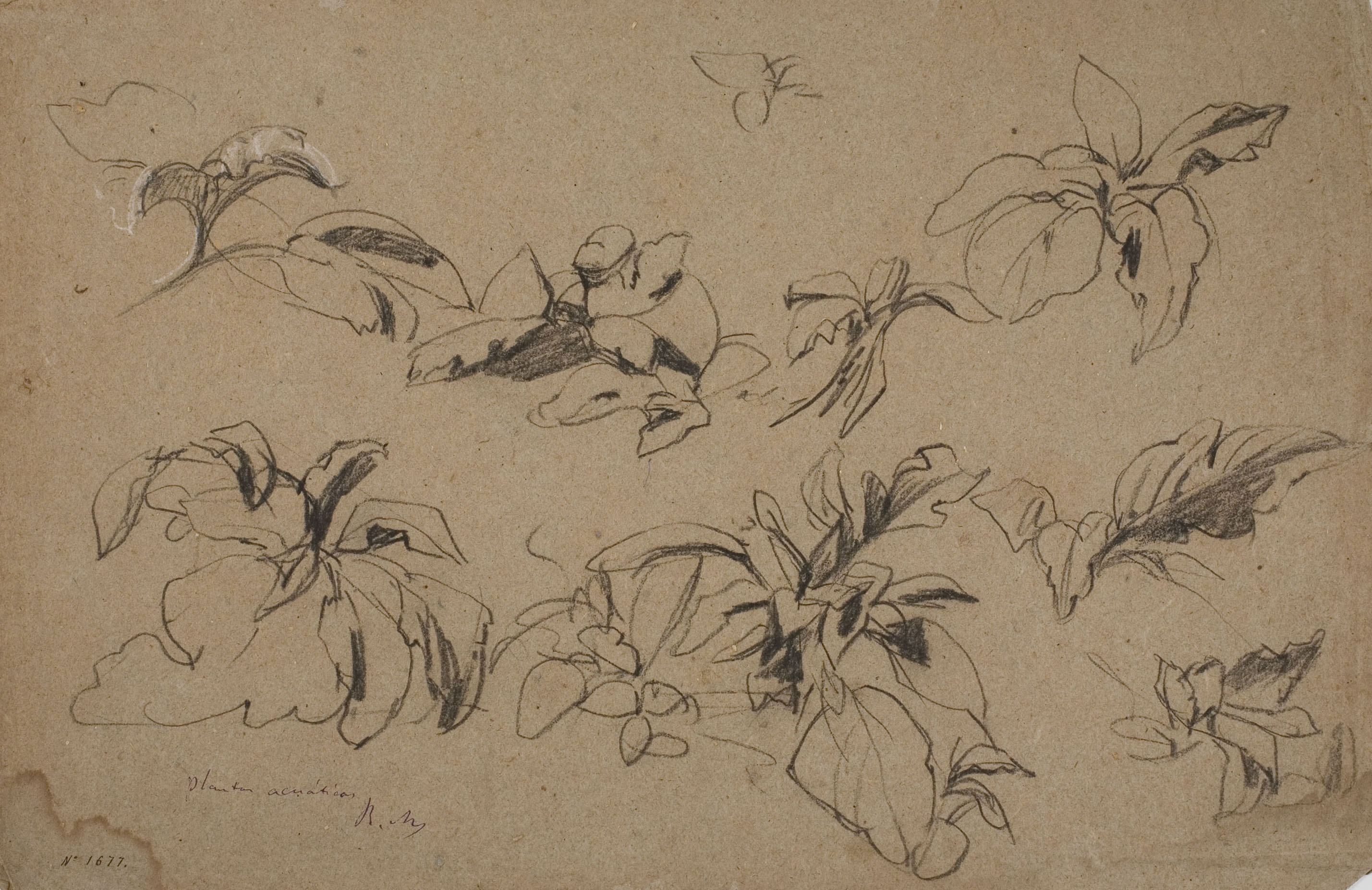 image for: Ramon Martí i Alsina - Plantes aquàtiques (anvers) / Croquis (revers) - Cap a 1870-1880