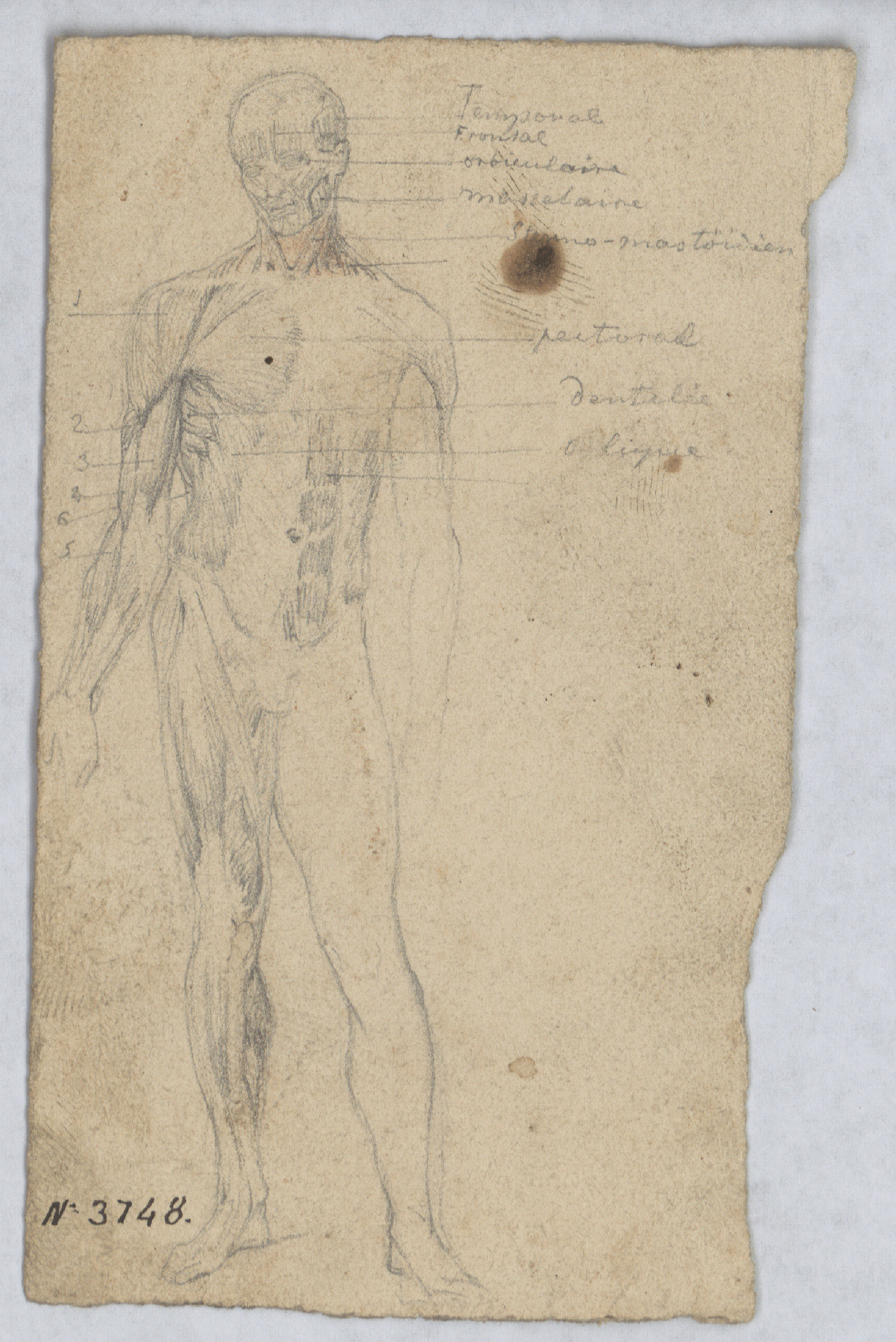 image for: Francesc Torras - Anatomia humana - Cap a 1850-1855