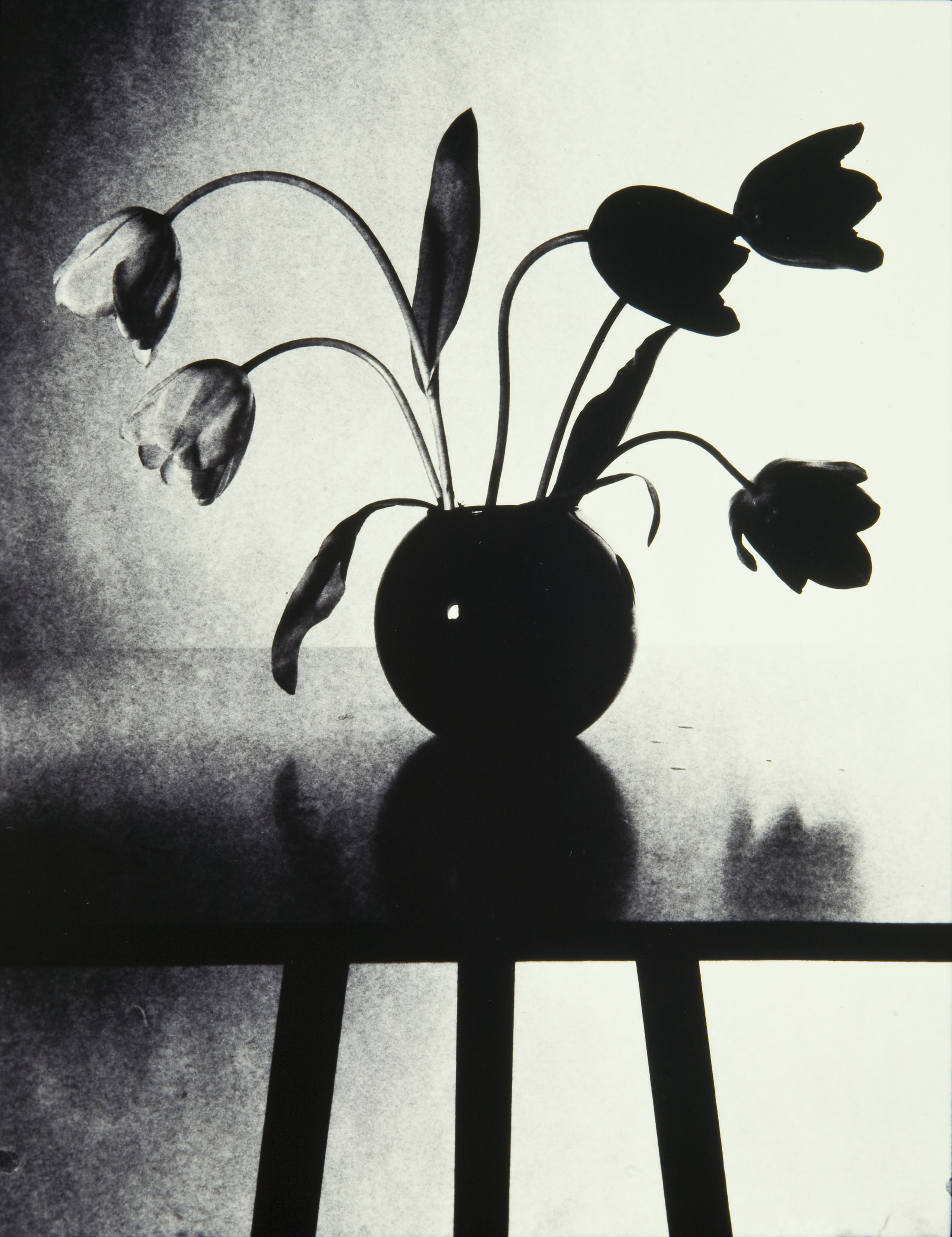 image for: Toni Catany - Tulipes - 1980