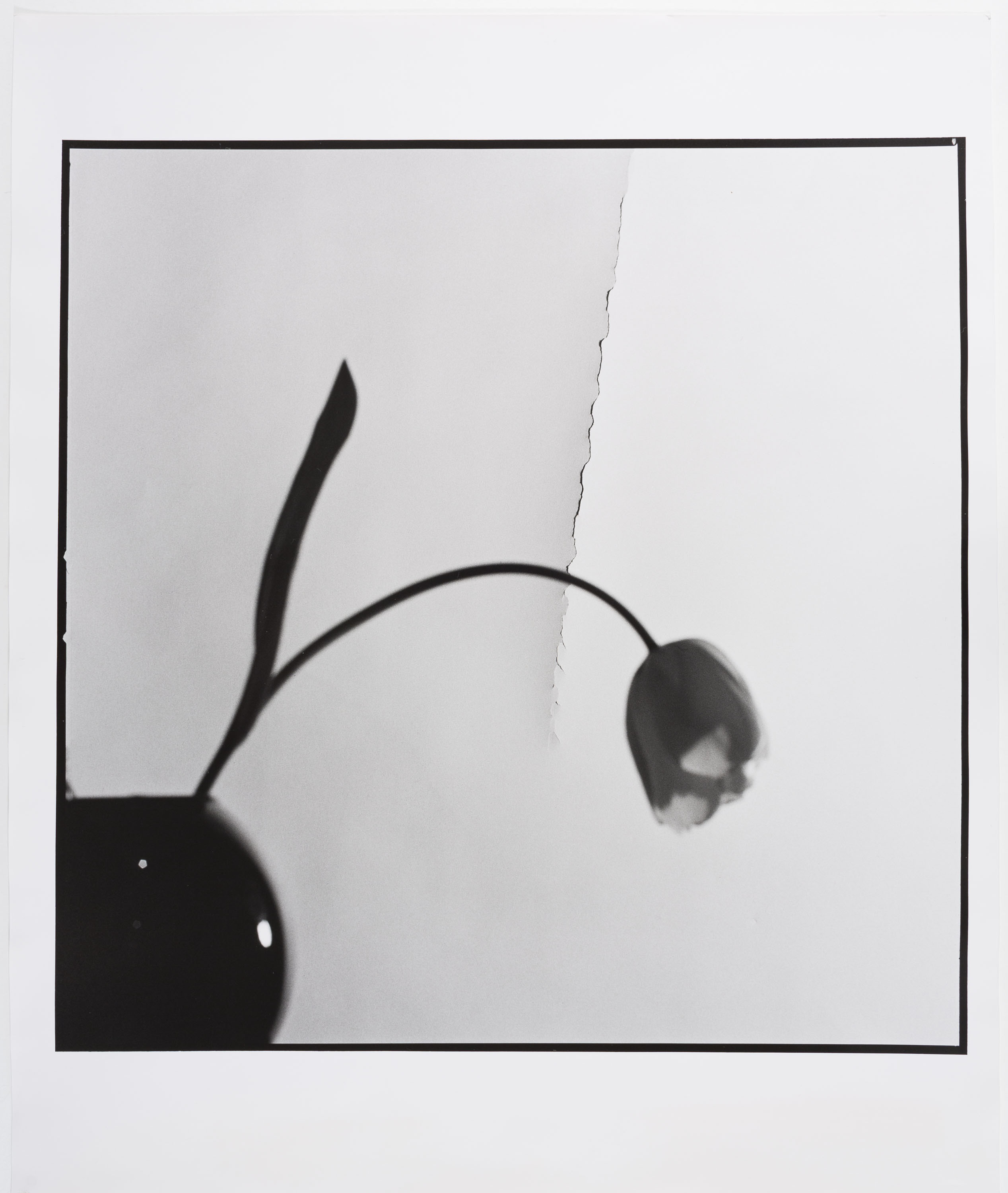 image for: Toni Catany - Tulipa - 1980 (tiratge 2000)