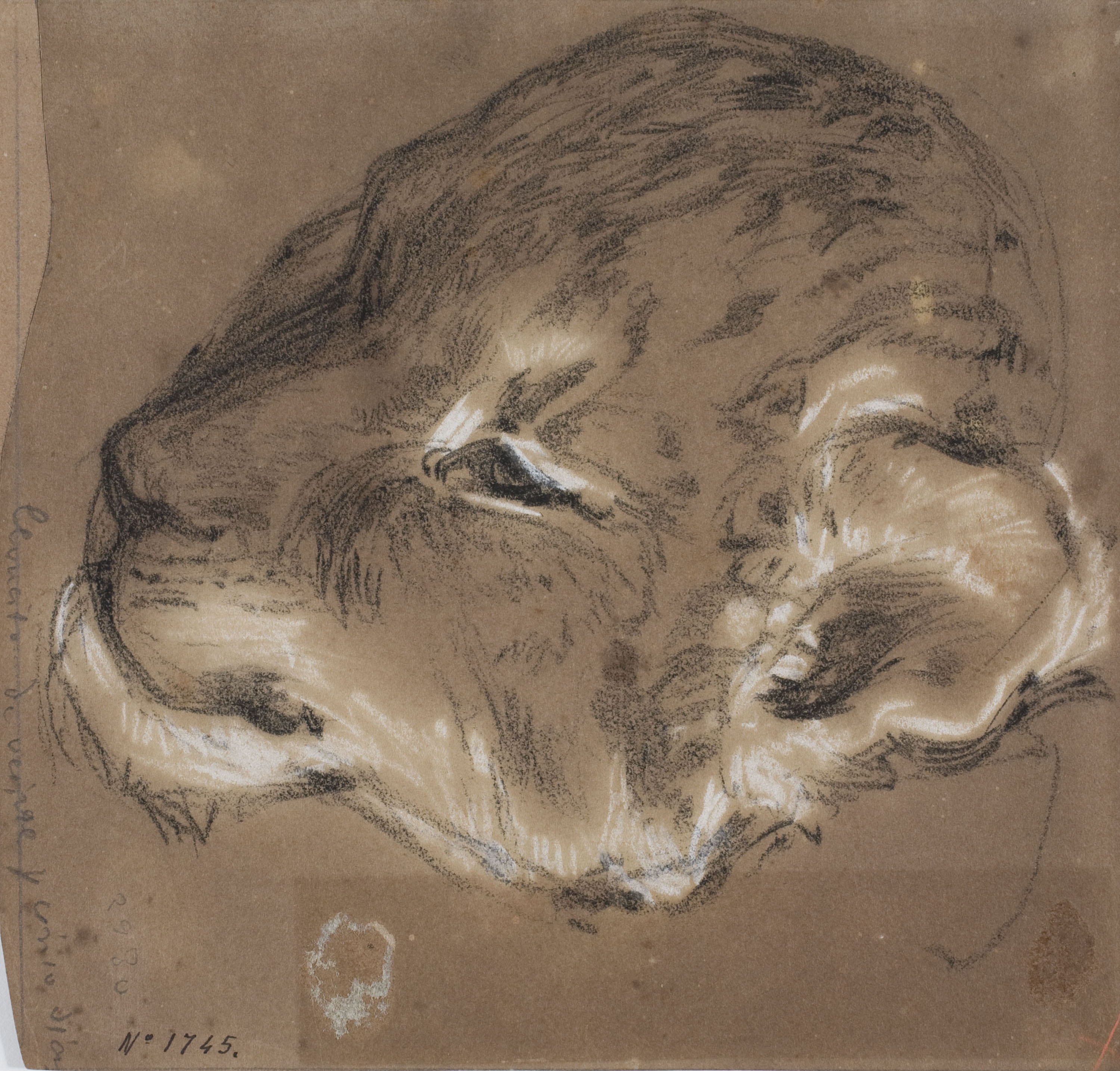image for: Ramon Martí i Alsina - Cap d&#039;un lleó petit - Cap a 1862
