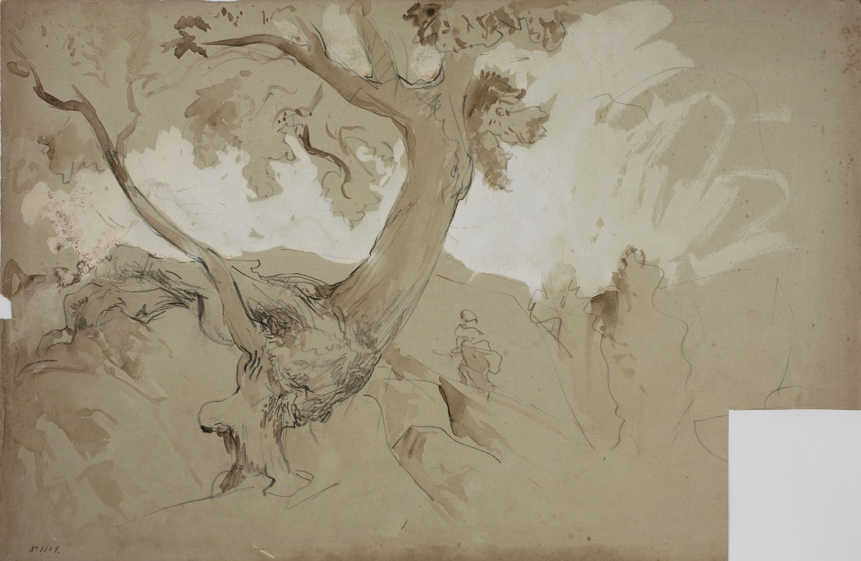 image for: Ramon Martí i Alsina - Estudi d'una alzina - Cap a 1880-1890