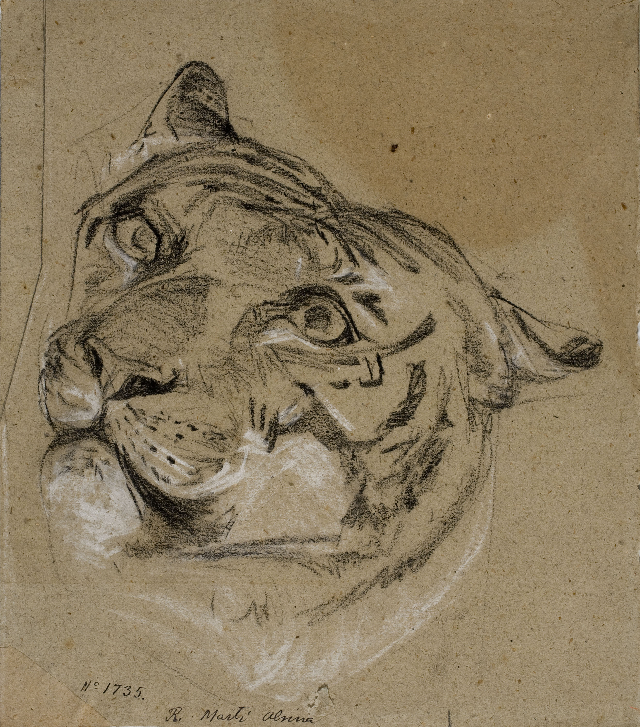 image for: Ramon Martí i Alsina - Cap de tigre - Cap a 1862