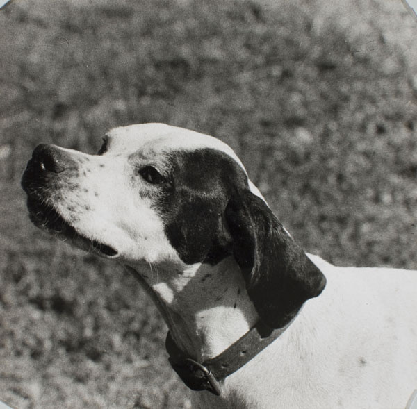 image for: Oriol Maspons - Fotografia per al llibre «La caza de la perdiz roja», de Miguel Delibes - 1962