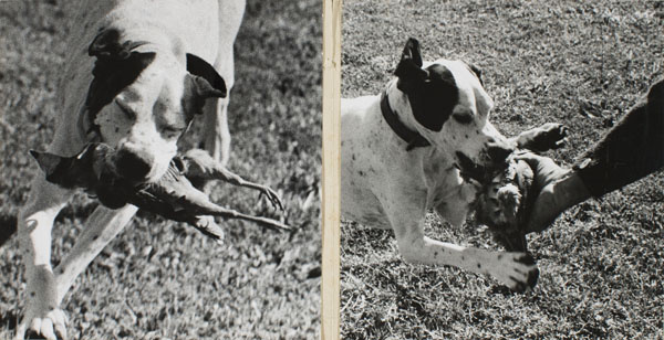 image for: Oriol Maspons - Díptic de la maqueta del llibre «La caza de la perdiz roja», de Miguel Delibes - 1962
