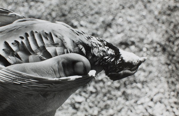 image for: Oriol Maspons - Fotografia per al llibre «La caza de la perdiz roja», de Miguel Delibes - 1962