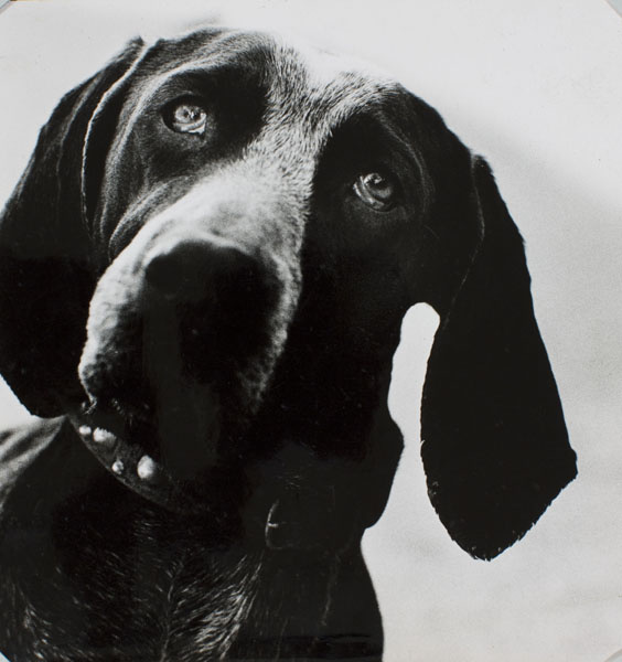 image for: Oriol Maspons - Fotografia per al llibre «La caza de la perdiz roja», de Miguel Delibes - 1963