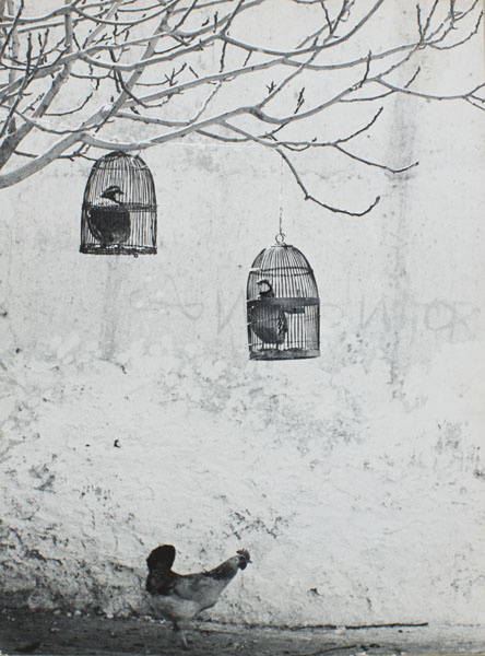 image for: Oriol Maspons - Fotografia per al llibre «La caza de la perdiz roja», de Miguel Delibes - 1962