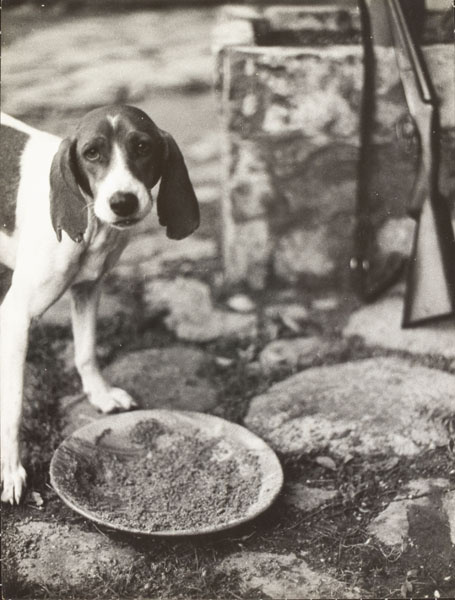 image for: Oriol Maspons - Fotografia per al llibre «La caza de la perdiz roja», de Miguel Delibes - 1962