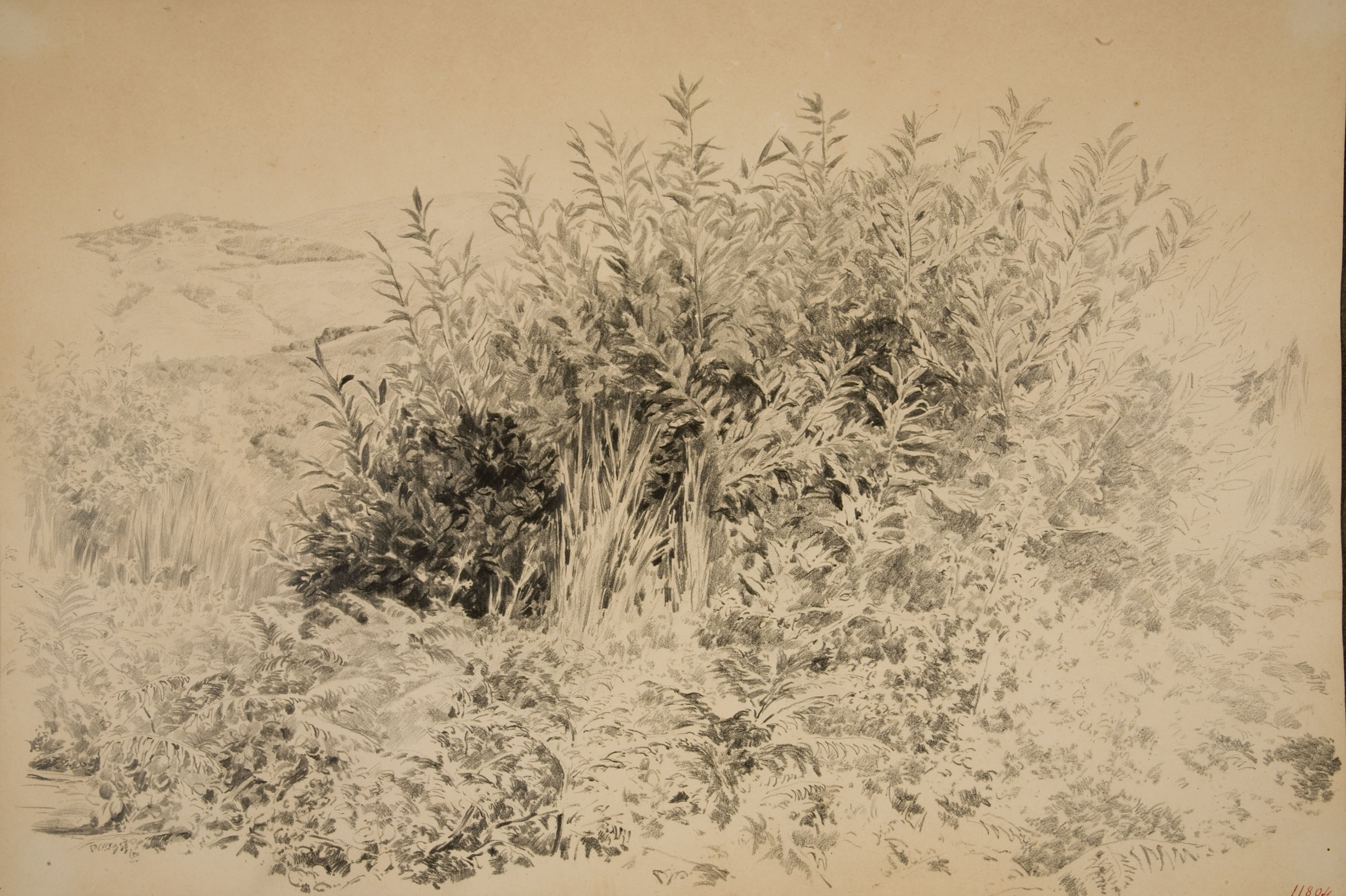 image for: Antoni Fabrés - Racó de bosc - Cap a 1888