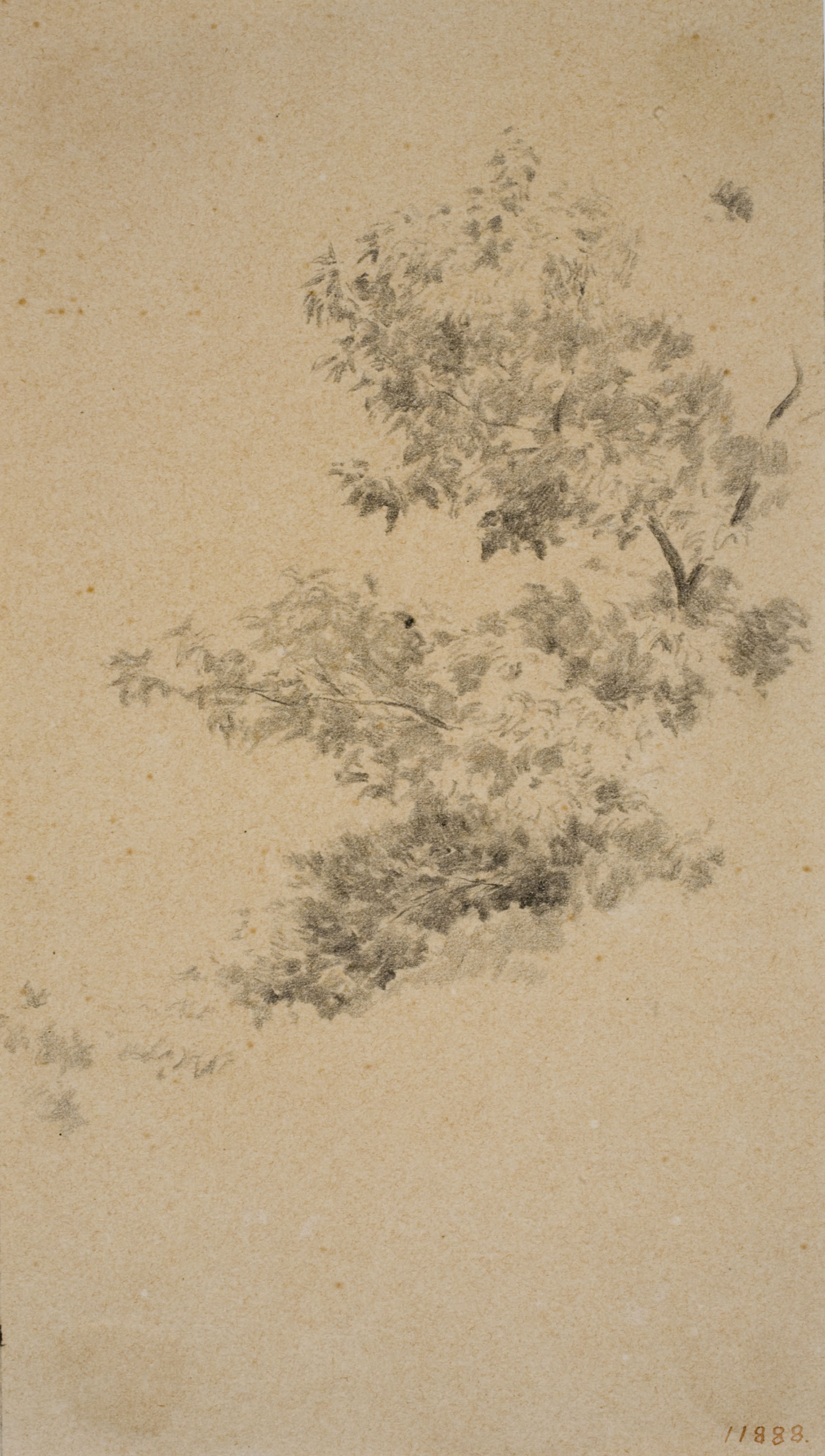 image for: Antoni Fabrés - Vegetació - Cap a 1888-1894