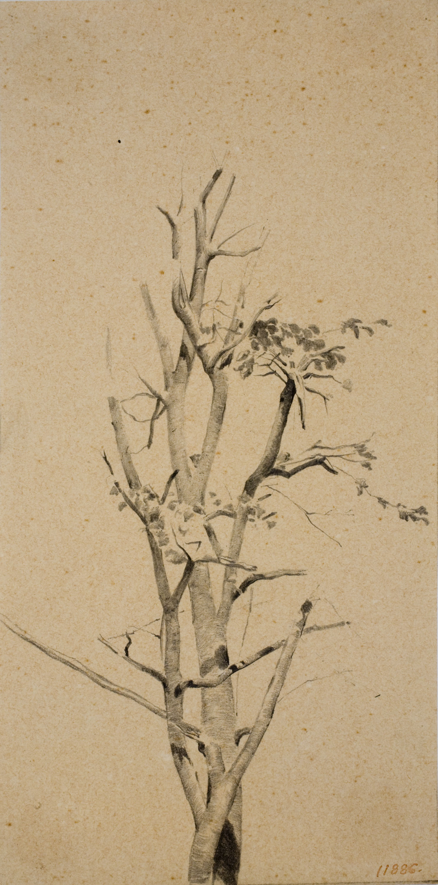 image for: Antoni Fabrés - Branques - Cap a 1888-1894