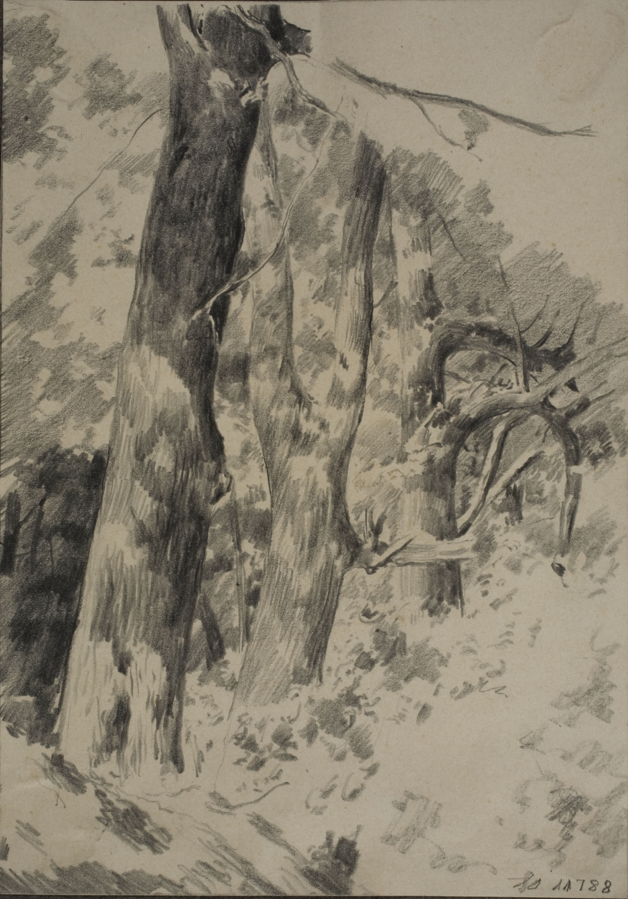 image for: Antoni Fabrés - Racó de bosc - Cap a 1888