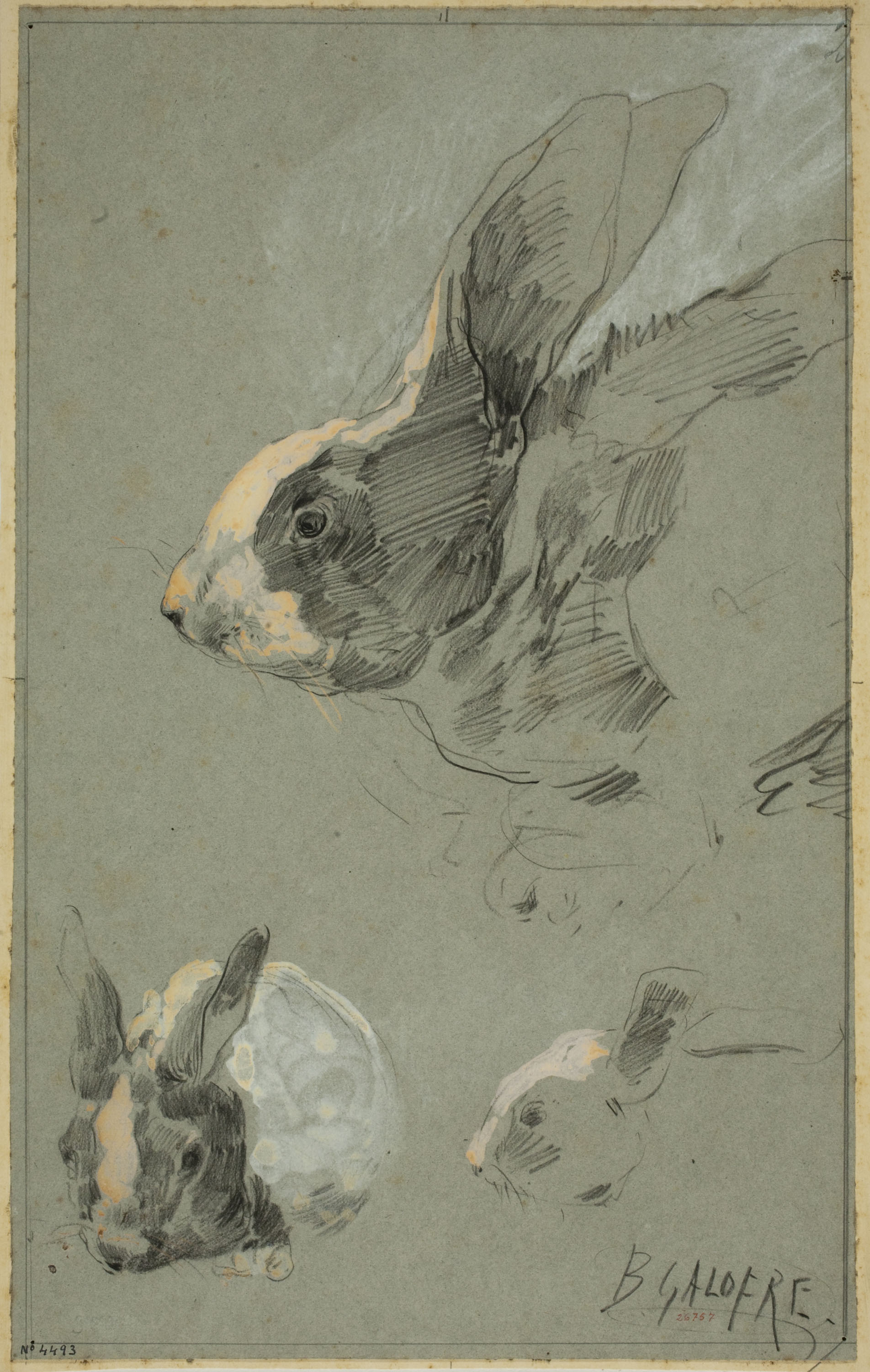 image for: Baldomer Galofre - Estudi de conills - Cap a 1884-1886