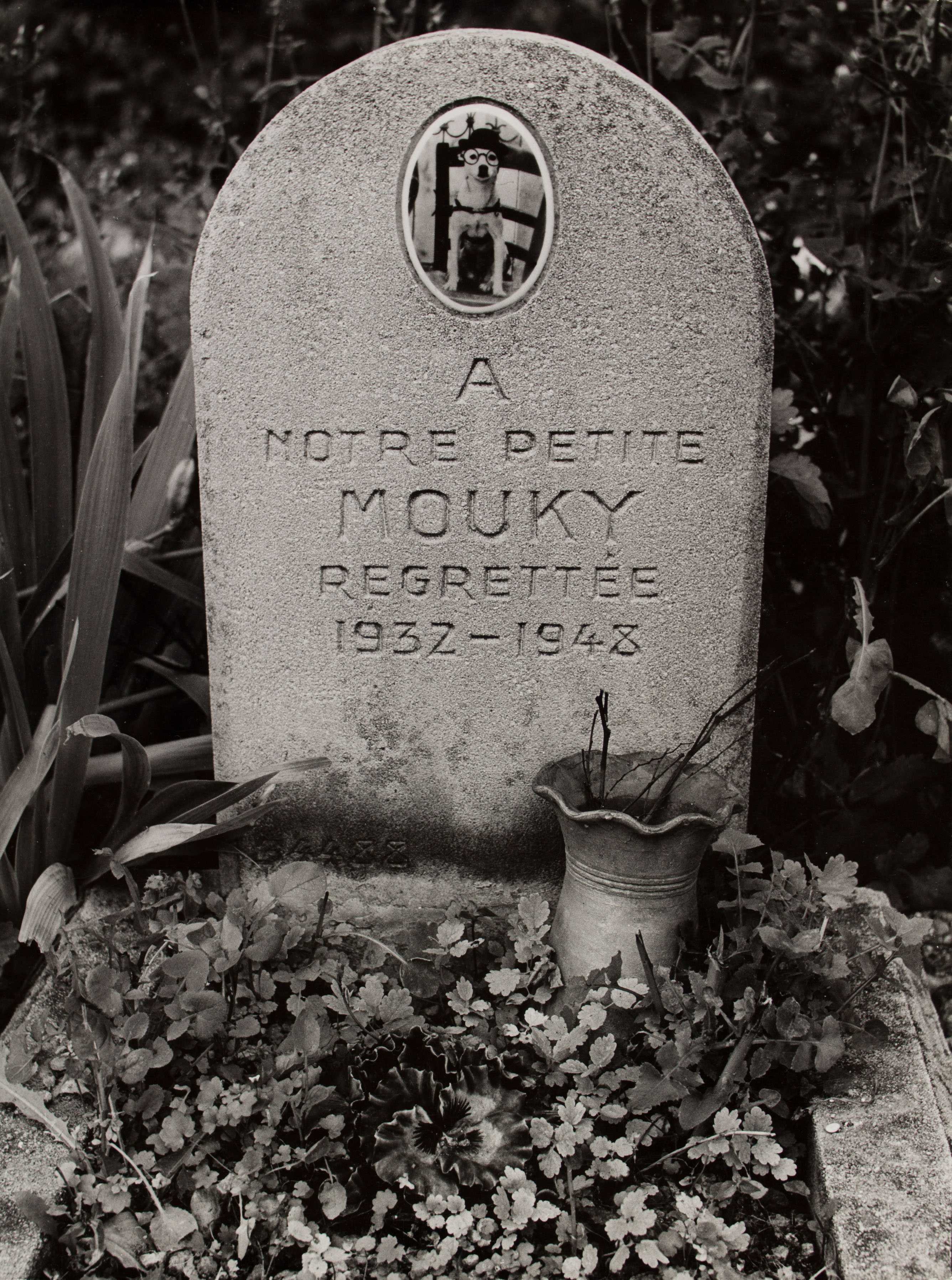 image for: Oriol Maspons - Sense títol (Cementiri de gossos, París) - 1958