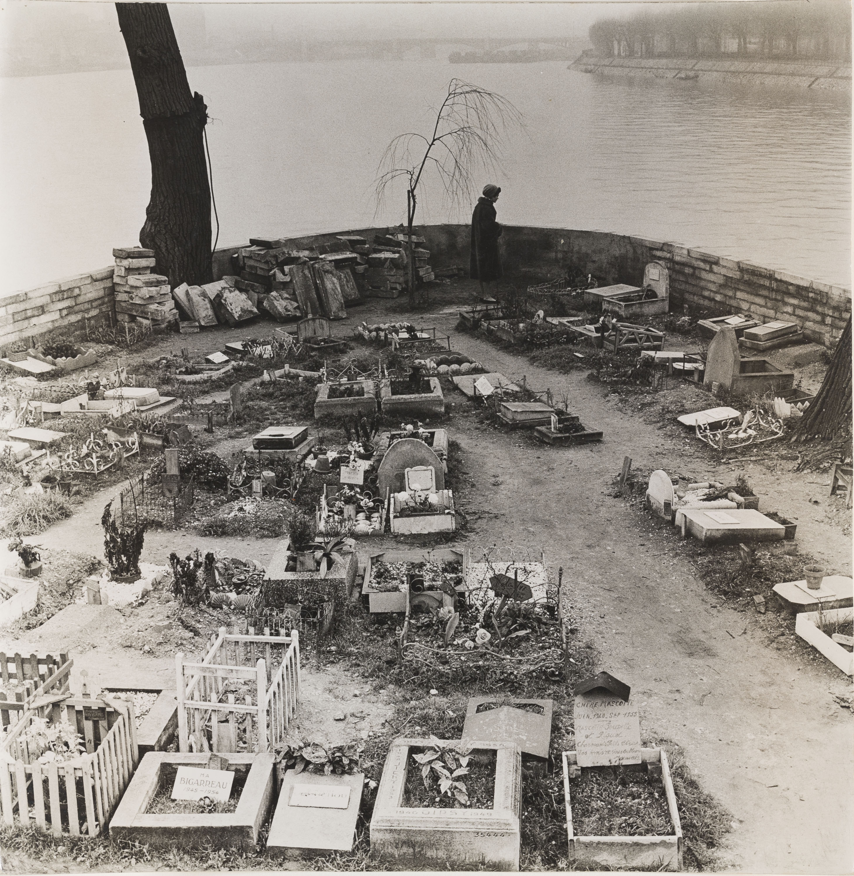 image for: Oriol Maspons - Sense títol (Cementiri de gossos, París) - 1958