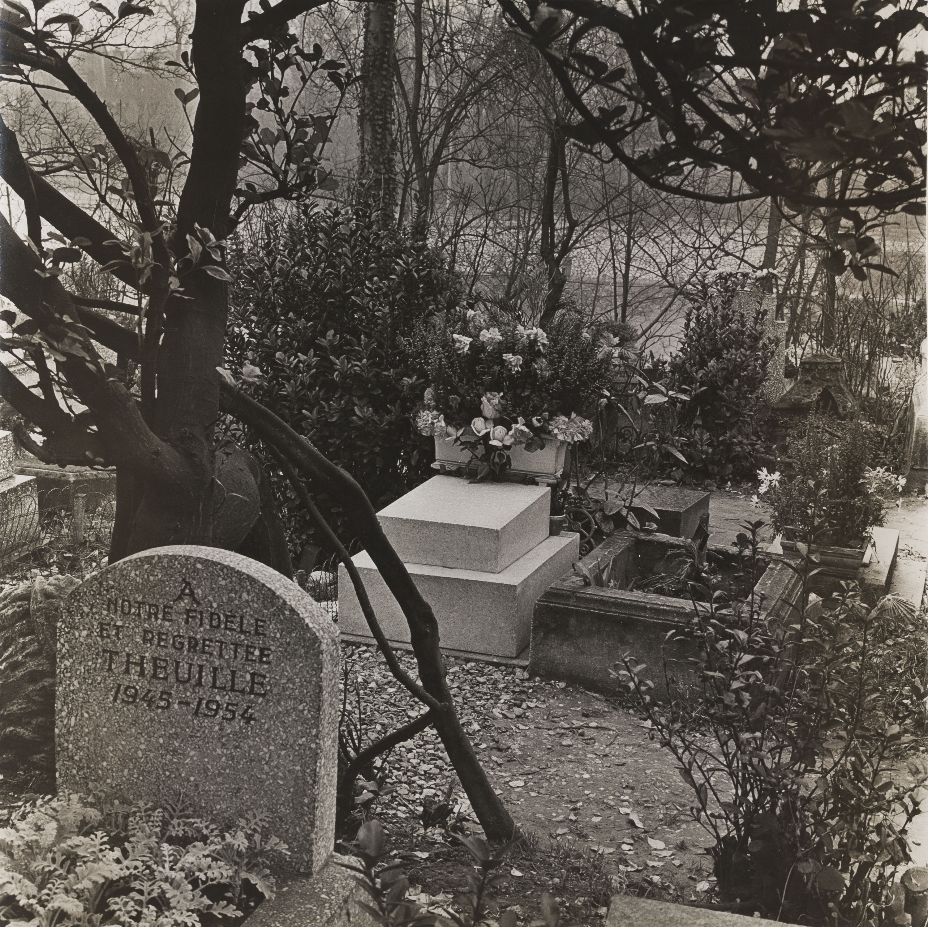 image for: Oriol Maspons - Sense títol (Cementiri de gossos, París) - 1958