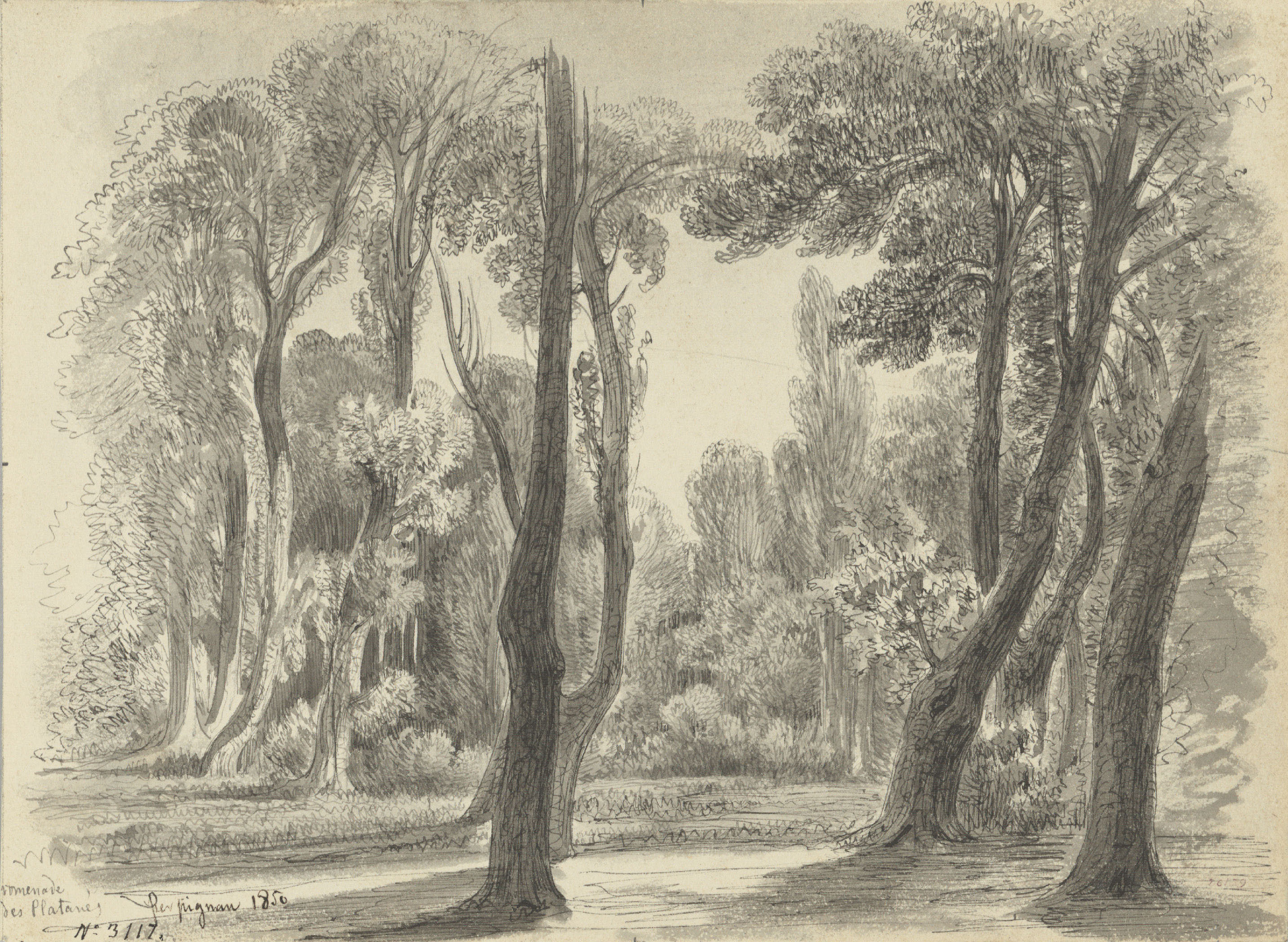 image for: Lluís Rigalt - Promenade des Platanes. Perpignan - 1850