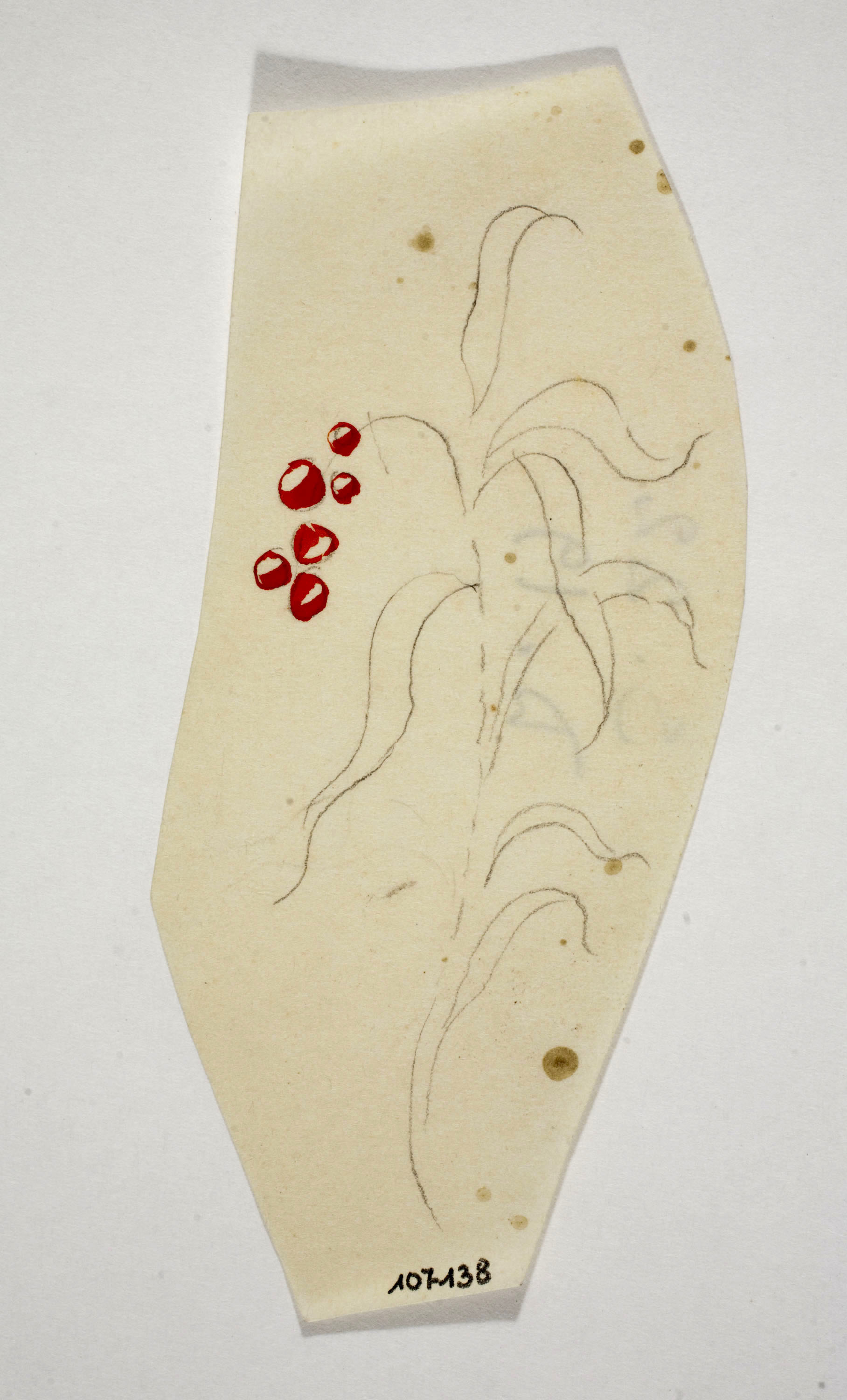 image for: Xavier Nogués - Fulles. Estudi preparatori per a la decoració de vidre esmaltat - Cap a 1924-1928