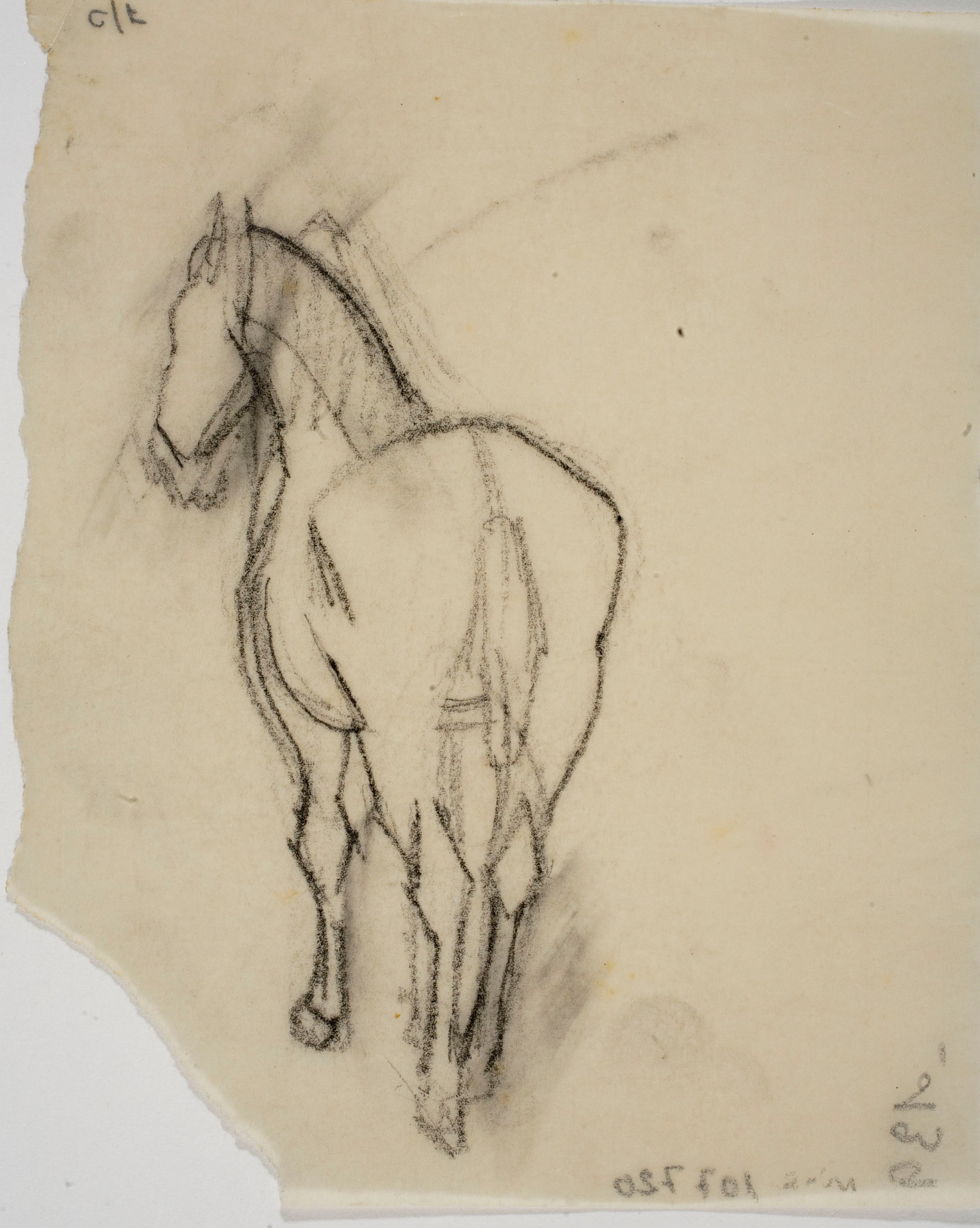 image for: Xavier Nogués - Cavall (calc)