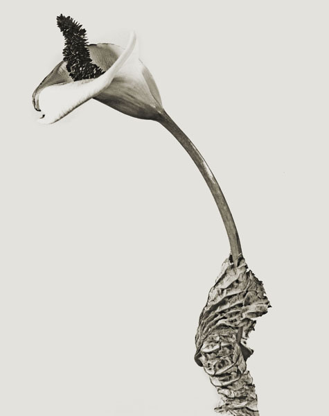image for: Joan Fontcuberta - Cala rasca (Herbarium) - 1983