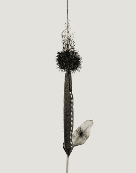 image for: Joan Fontcuberta - Cardus fibladissus (Herbarium) - 1985