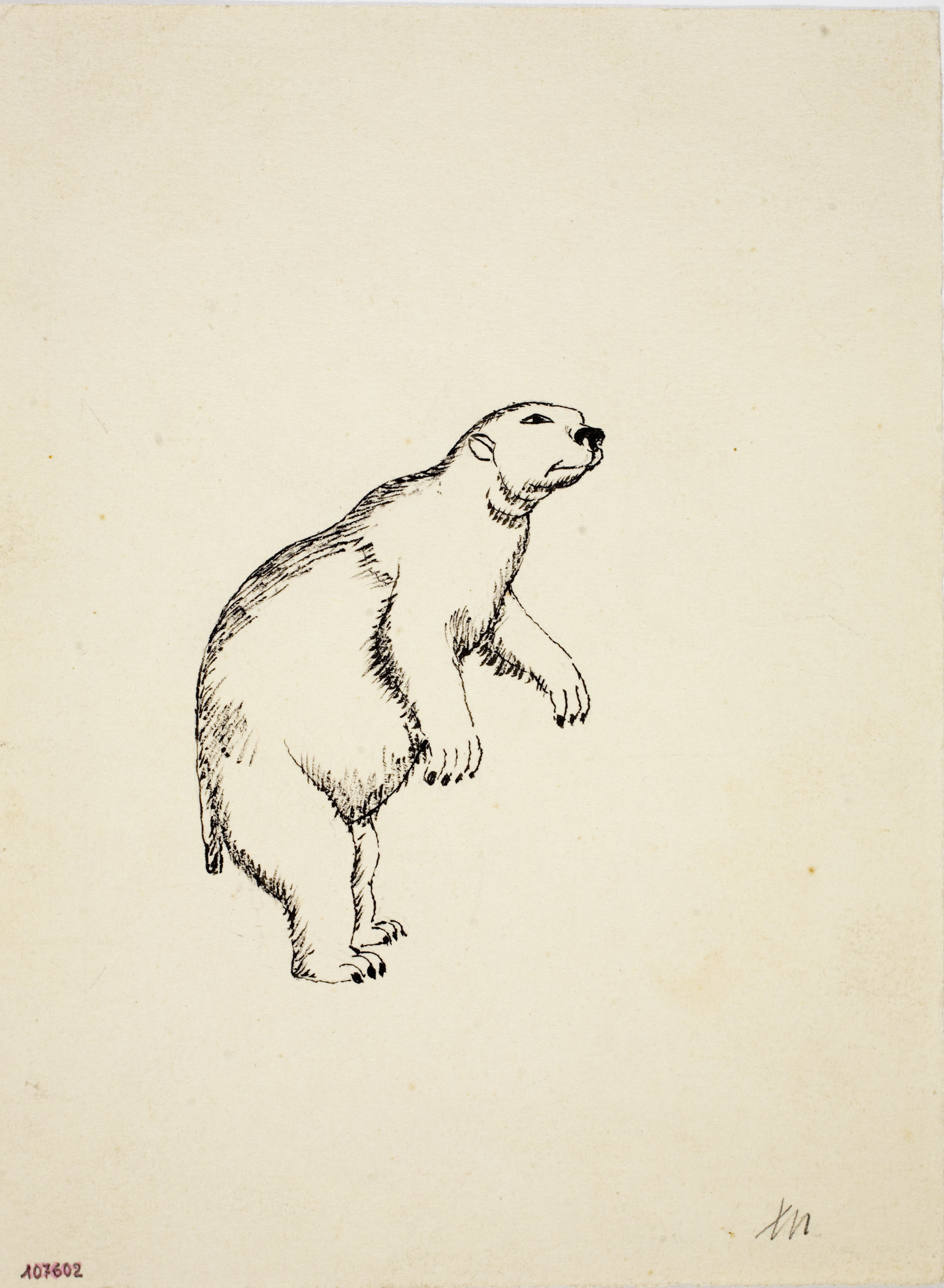 image for: Xavier Nogués - Ós blanc (il·lustració per al «Bestiari» de Joan Oliver) - Cap a 1937