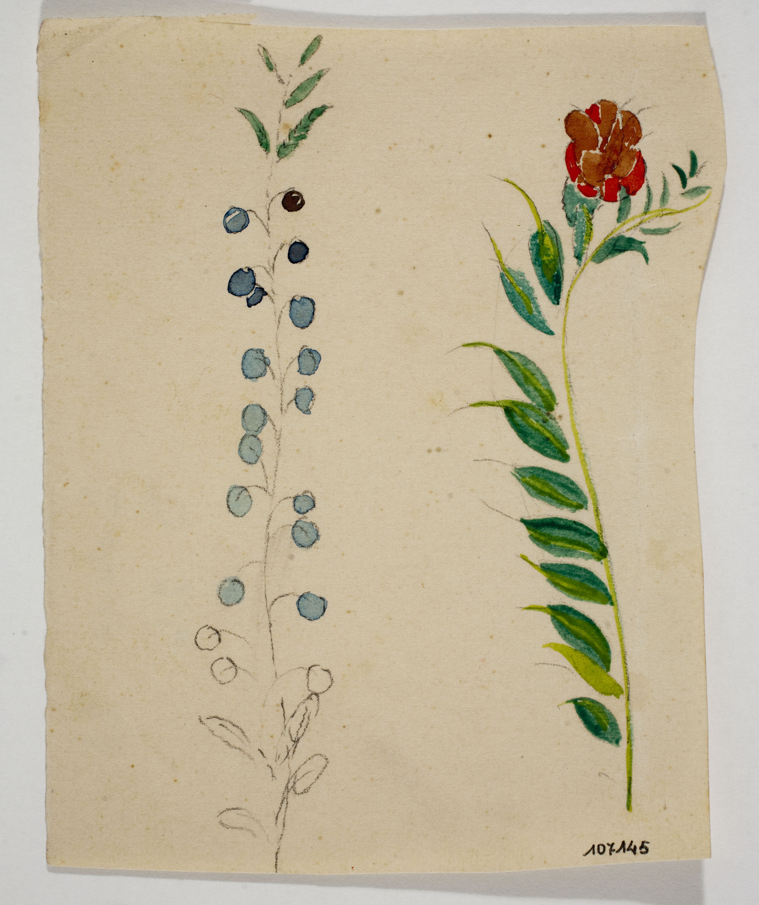 image for: Xavier Nogués - Motius florals. Estudi preparatori per a la decoració de vidre esmaltat - Cap a 1924-1928