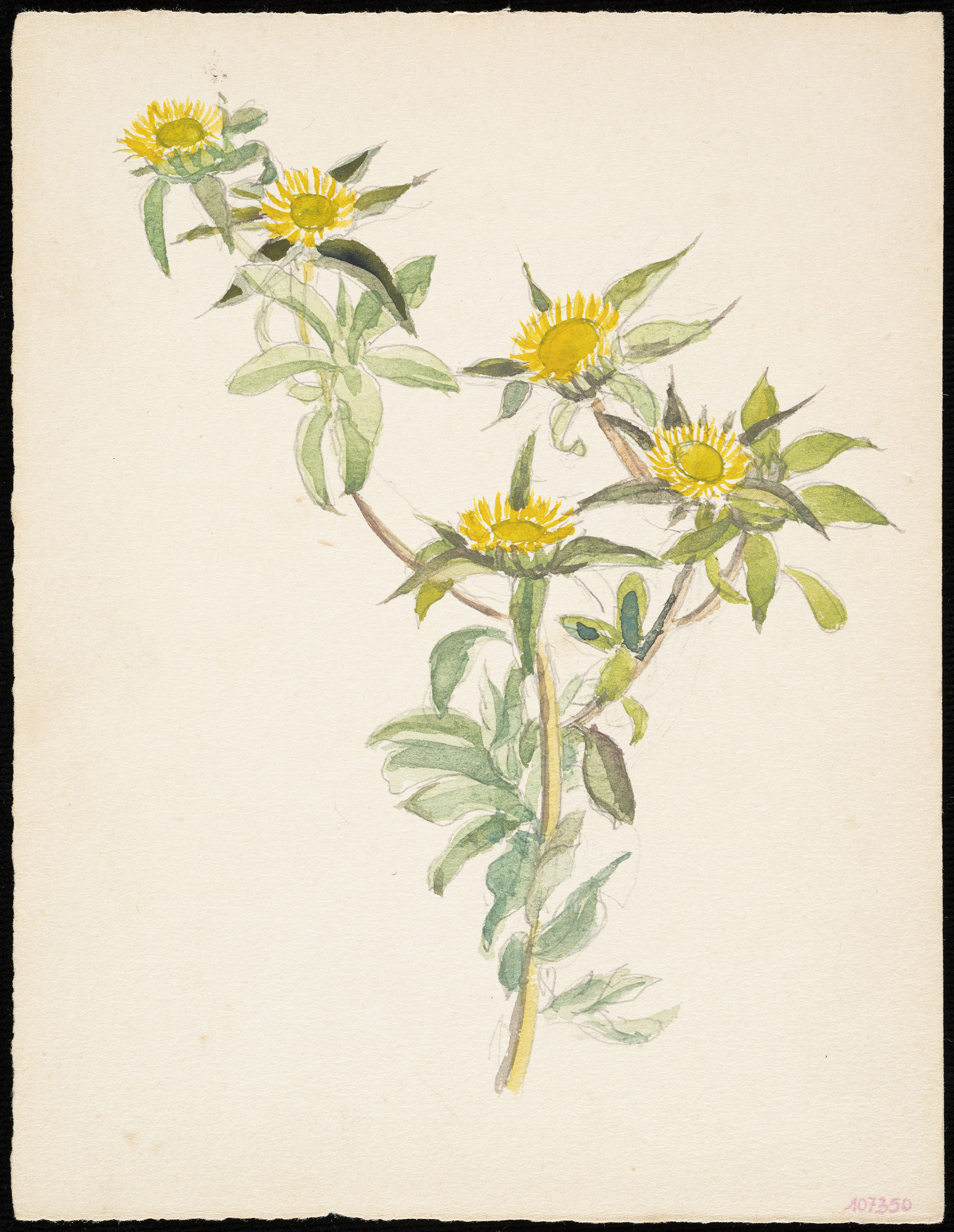 image for: Teresa Lostau - Ull de bou (flors silvestres) - Cap a 1921