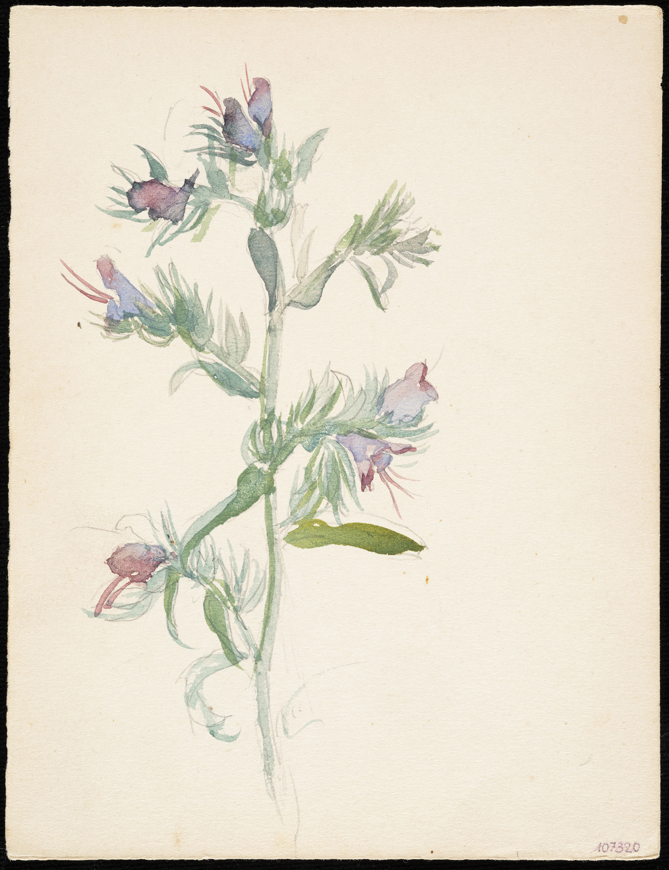 image for: Teresa Lostau - Llengua de bou (flor silvestre) - Cap a 1921