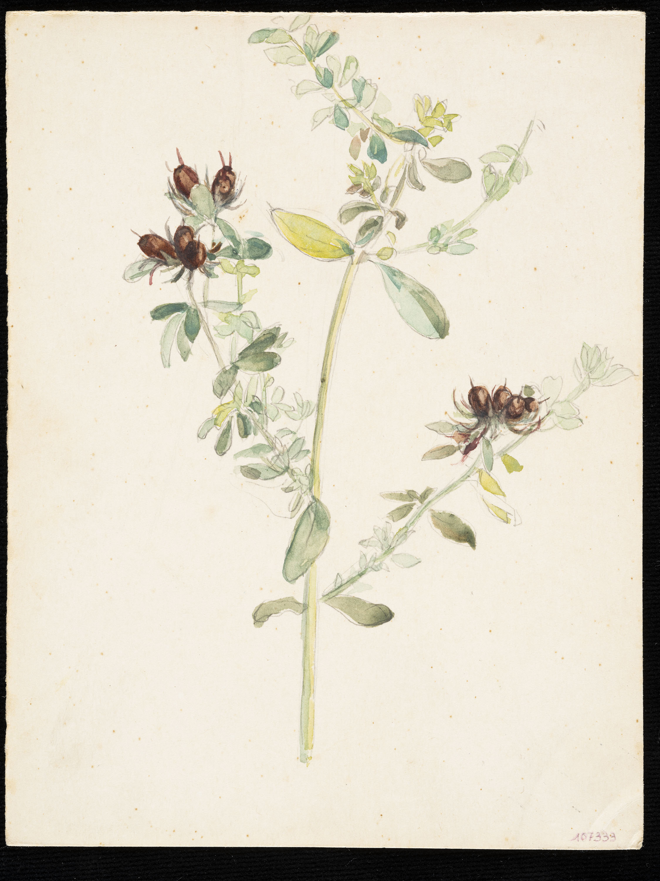 image for: Teresa Lostau - Herba de les morenes (flor silvestre) - Cap a 1921