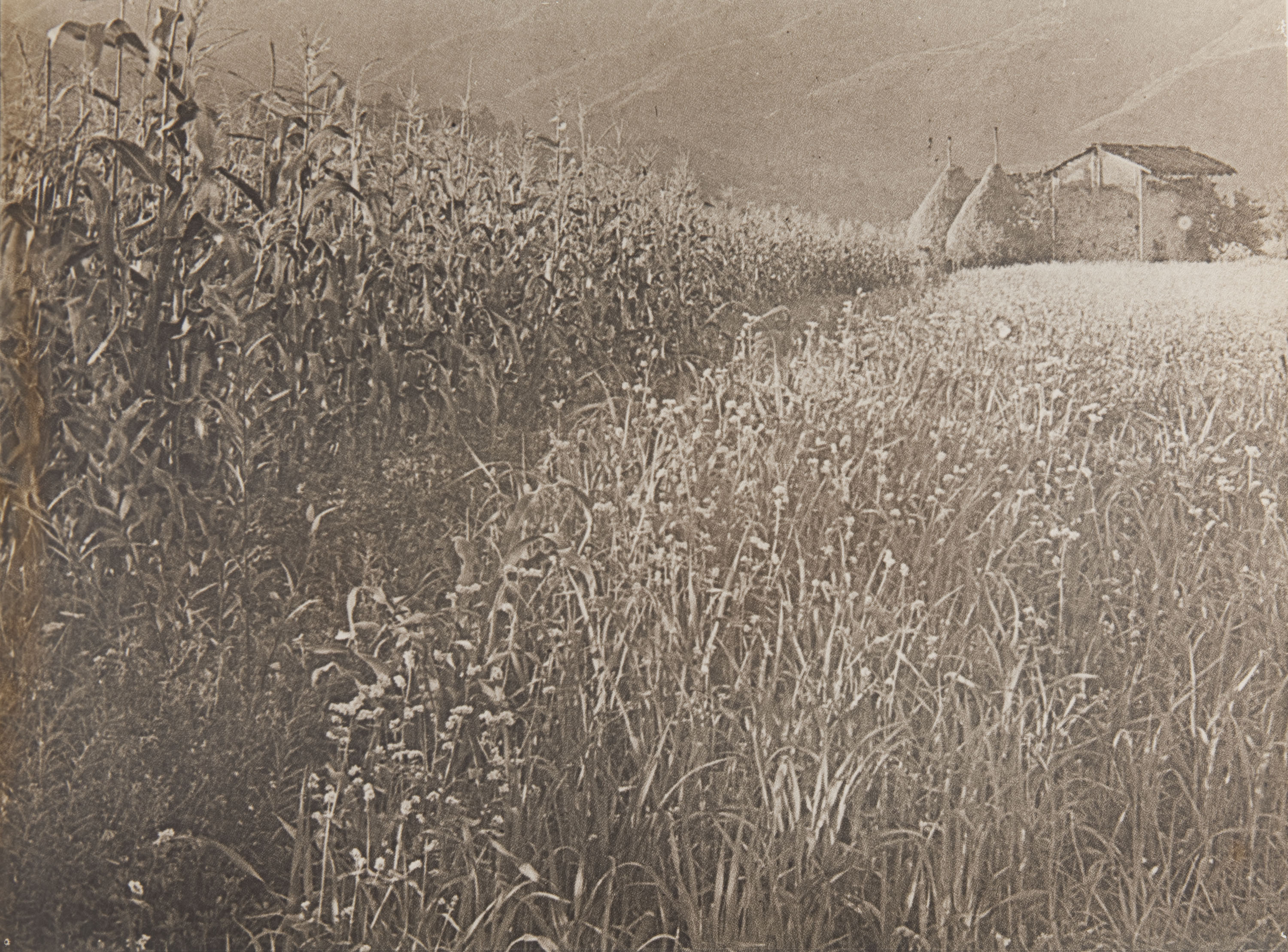 image for: Claudi Carbonell - Sense títol - No datat