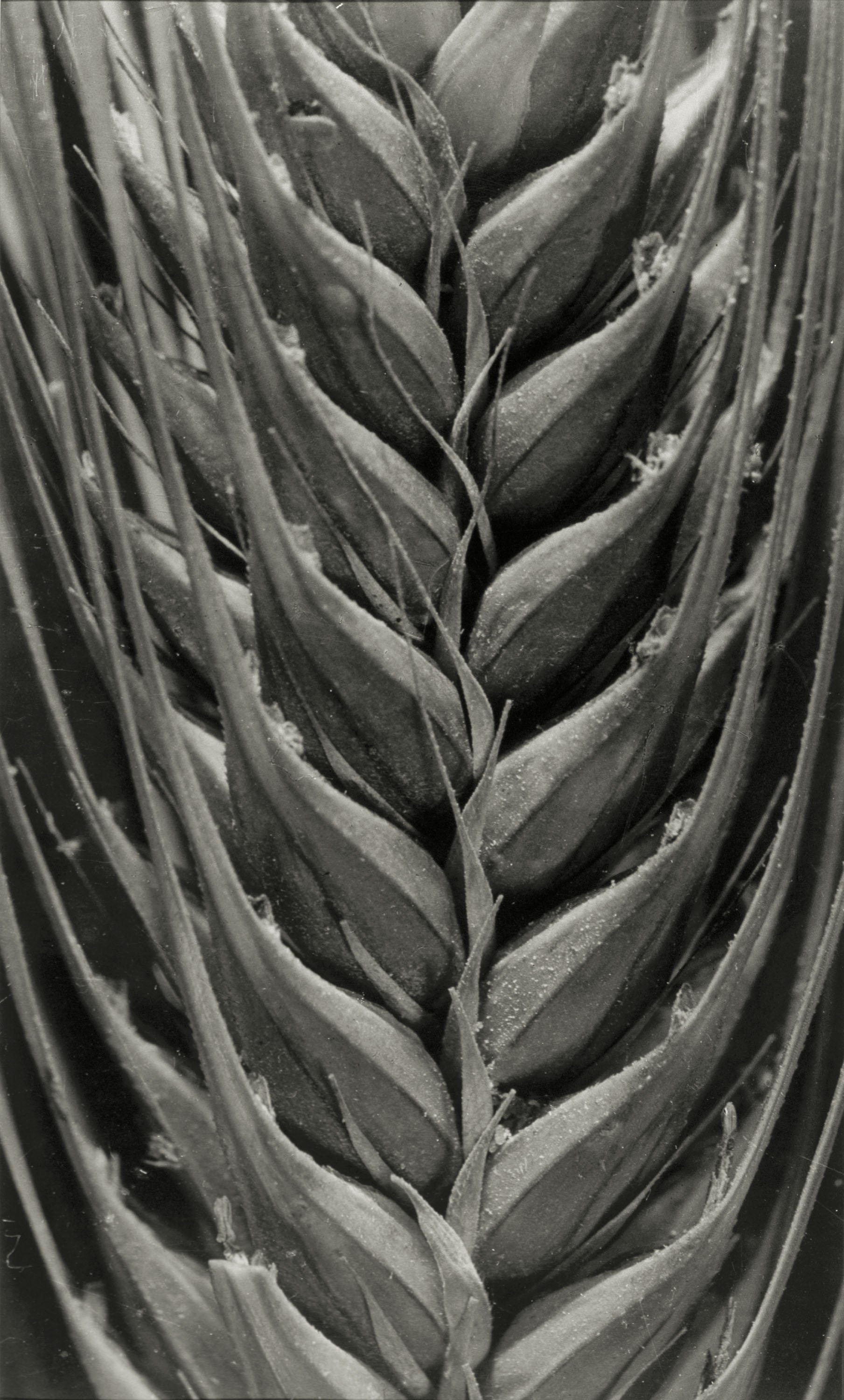 image for: Emili Godes - Espiga - Cap a 1930