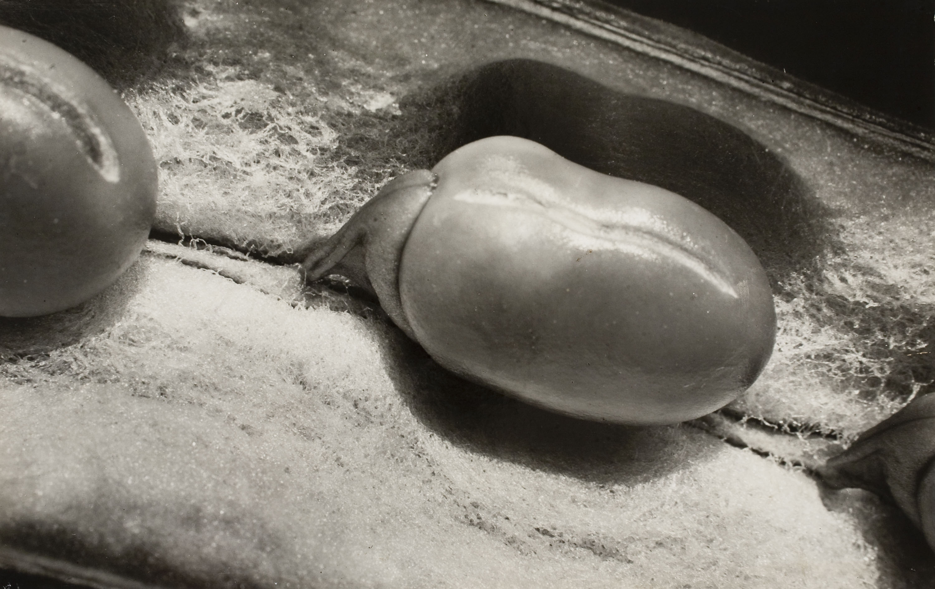 image for: Emili Godes - Fava - Cap a 1930