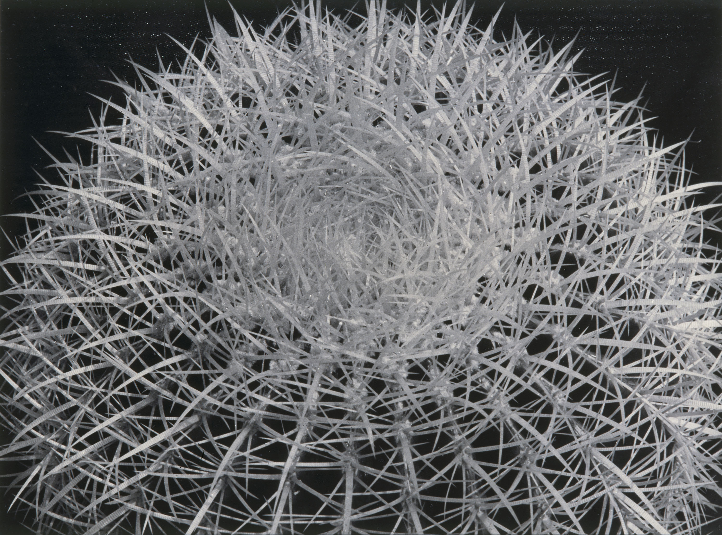 image for: Emili Godes - Cactus punxós - Cap a 1930
